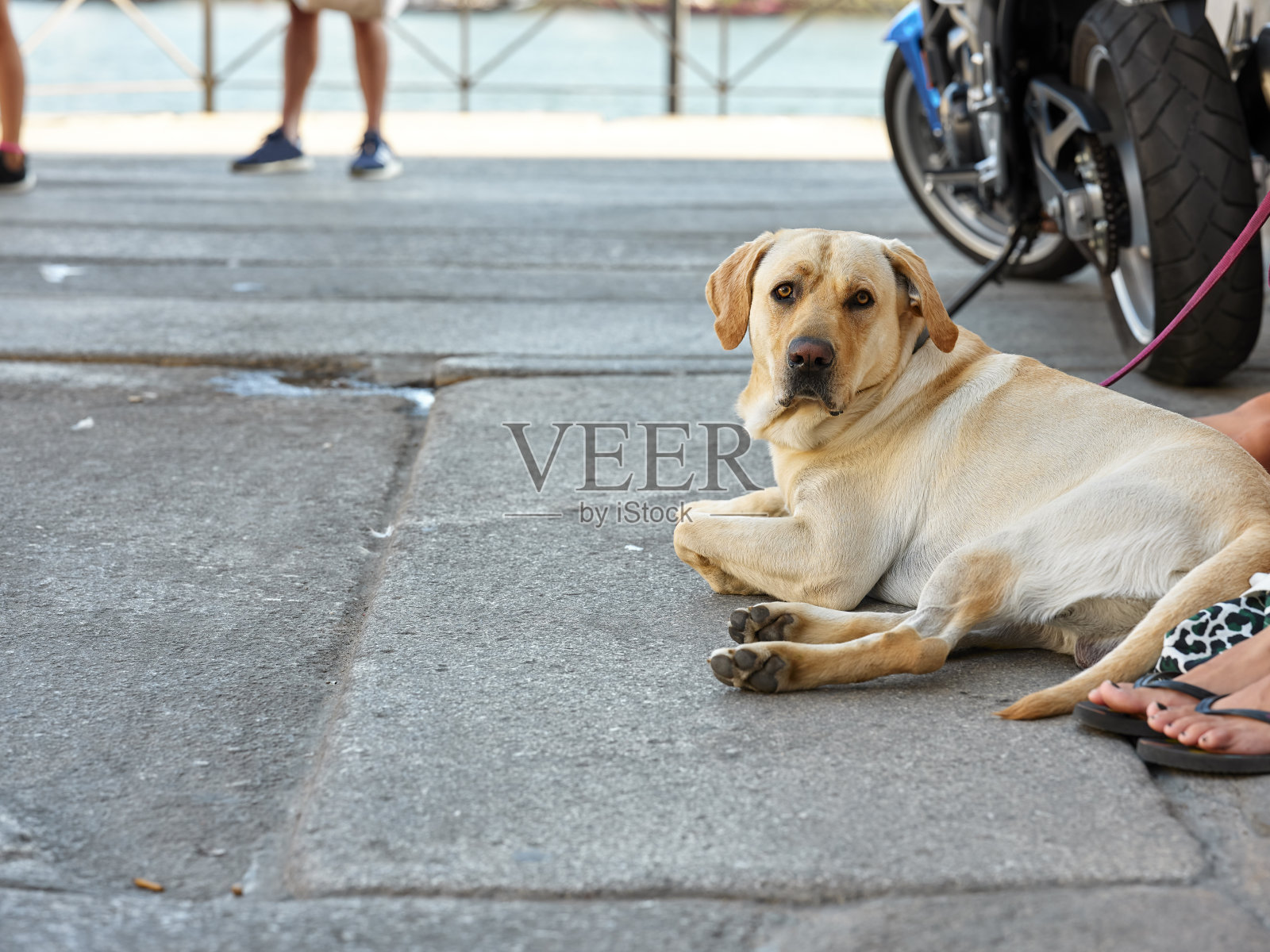 金毛猎犬在主人旁边休息。在城市户外的纯种宠物狗拉布拉多。照片摄影图片