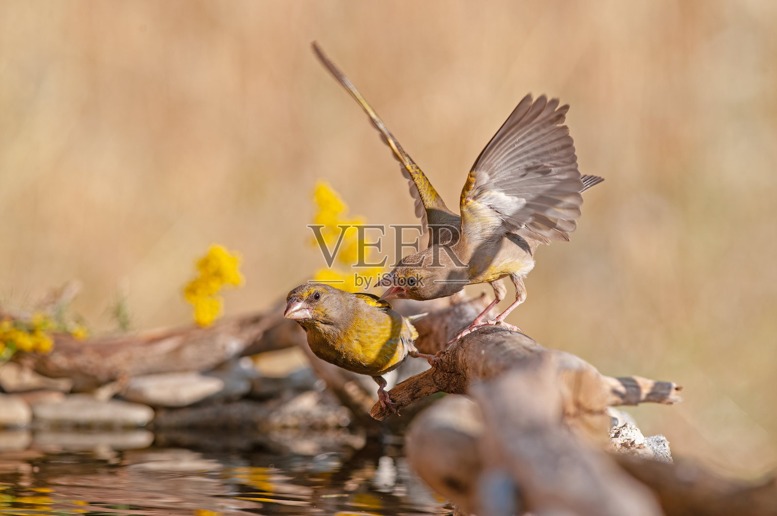 与欧洲绿翅雀作战。模糊和自然背景。照片摄影图片