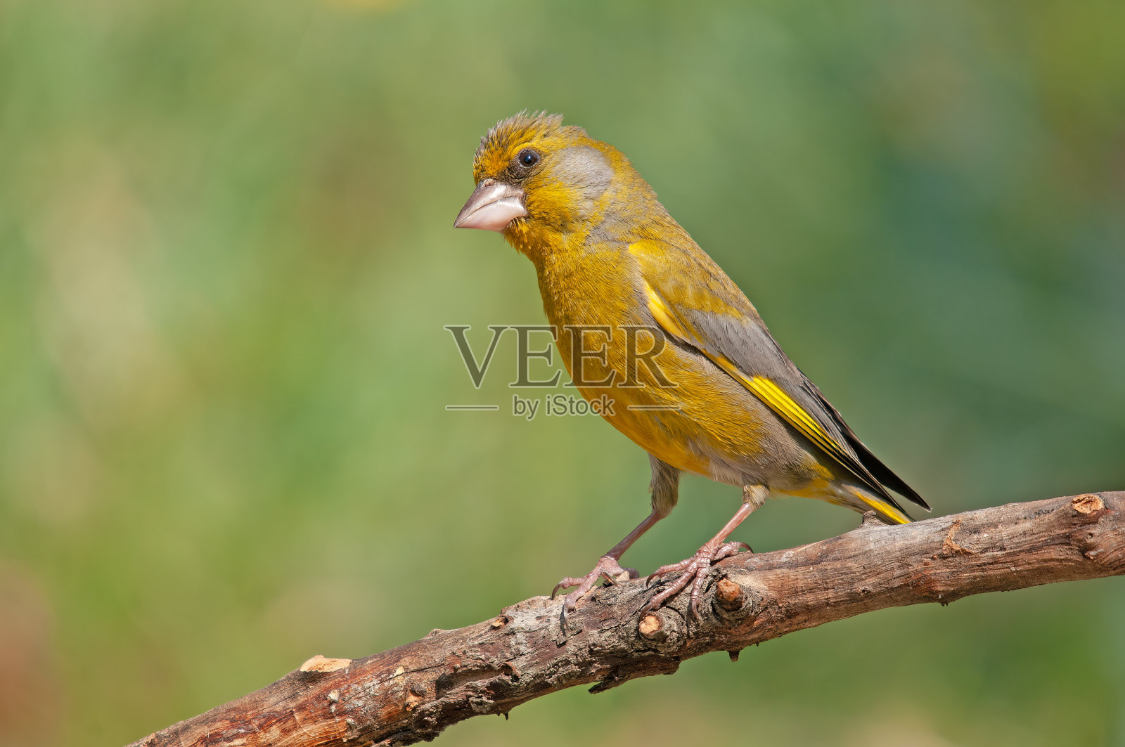 站在树枝上的雄性欧洲绿翅雀。模糊的背景。照片摄影图片