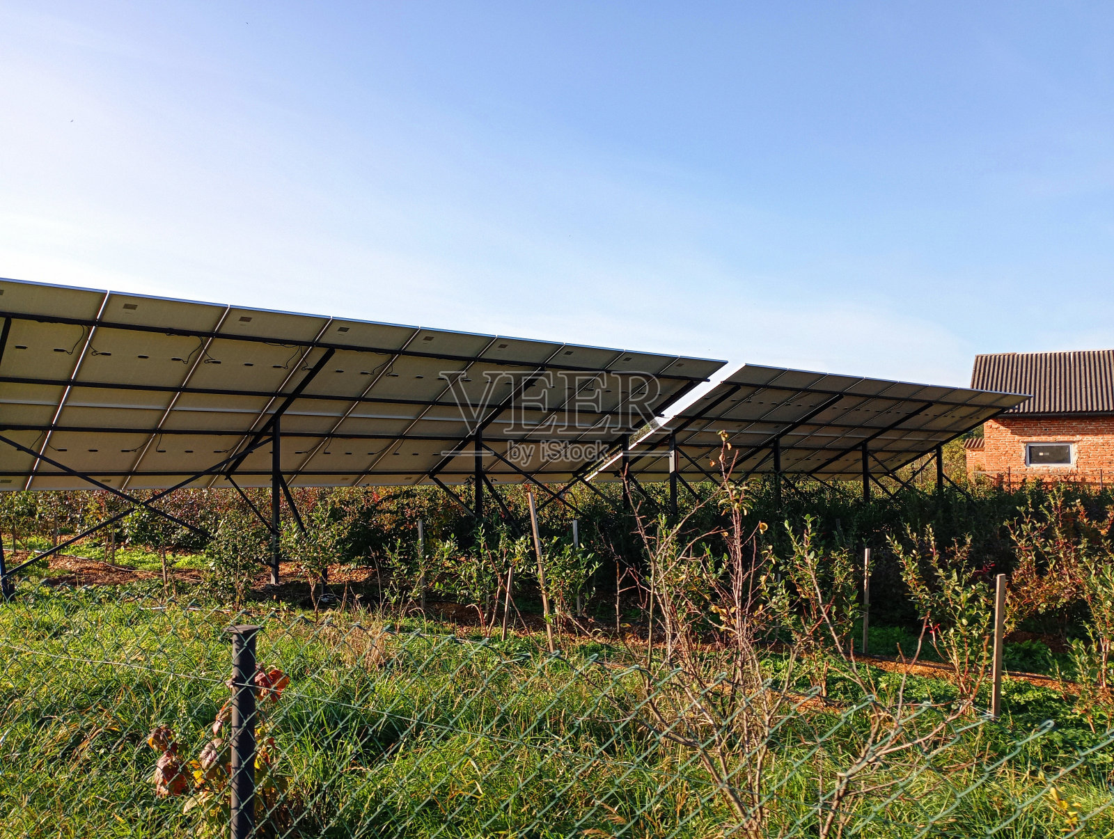 用于积累太阳能的太阳能电池板安装在房子附近蓝莓种植园的特殊支架上。照片摄影图片