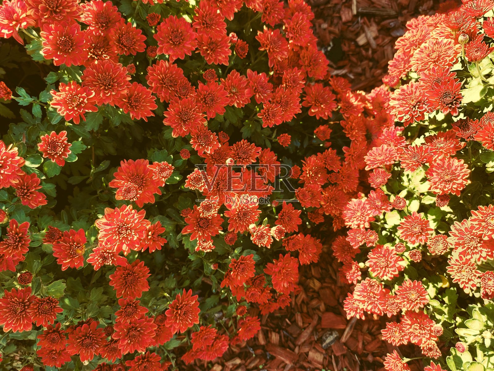 上面的花园菊花照片摄影图片