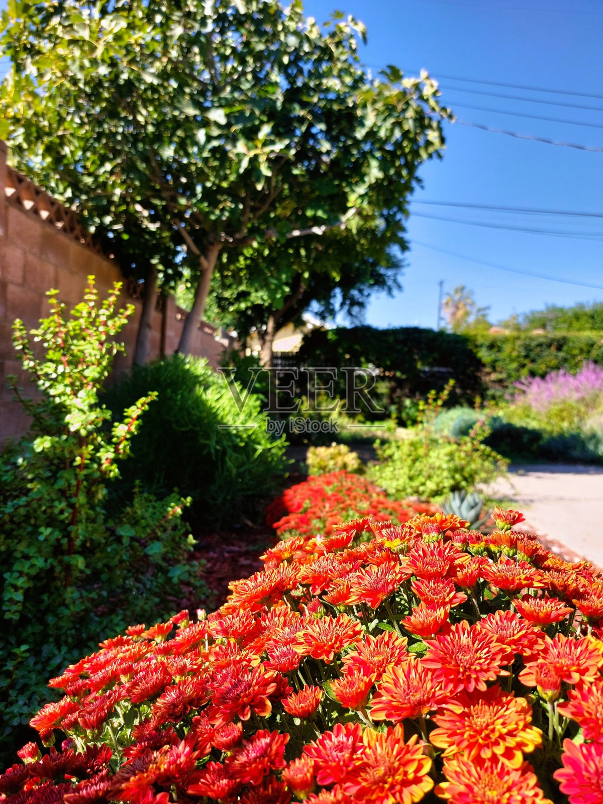 花园菊花和无花果树照片摄影图片