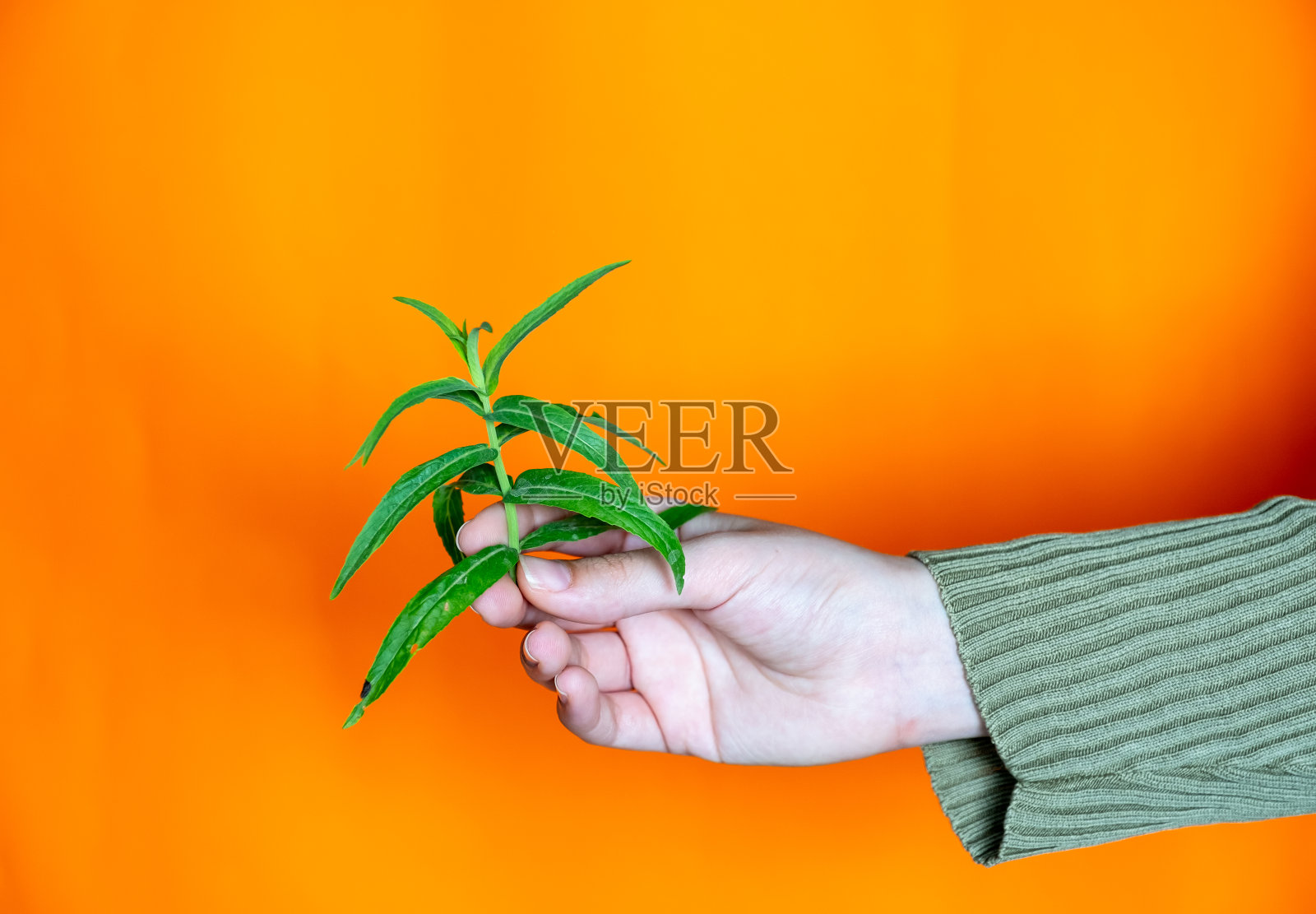 手持罗勒枝，橙色背景照片摄影图片