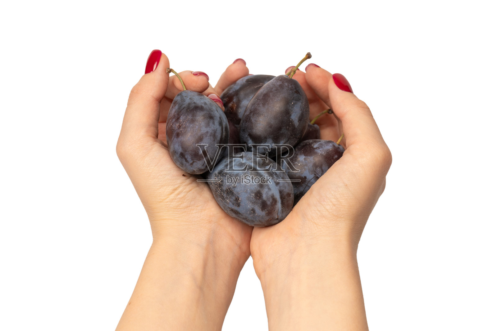 在白色的背景上，女人手中的美味李子被孤立。照片摄影图片