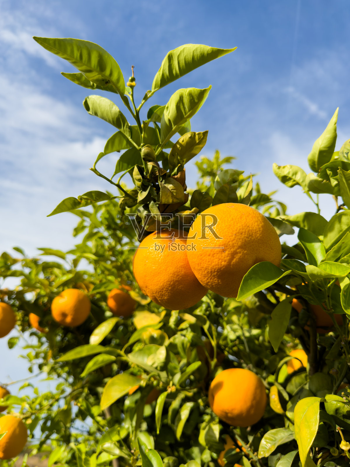 橘子果园。普通话的树。充满活力的橙色柑橘类水果。照片摄影图片