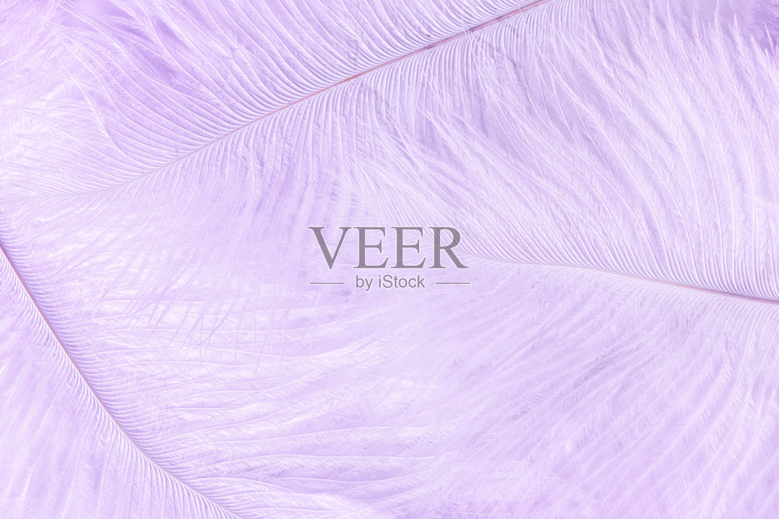 丁香羽毛背景。柔软柔嫩的紫丁香羽毛质感。柔和的淡紫色羽毛图案背景照片摄影图片