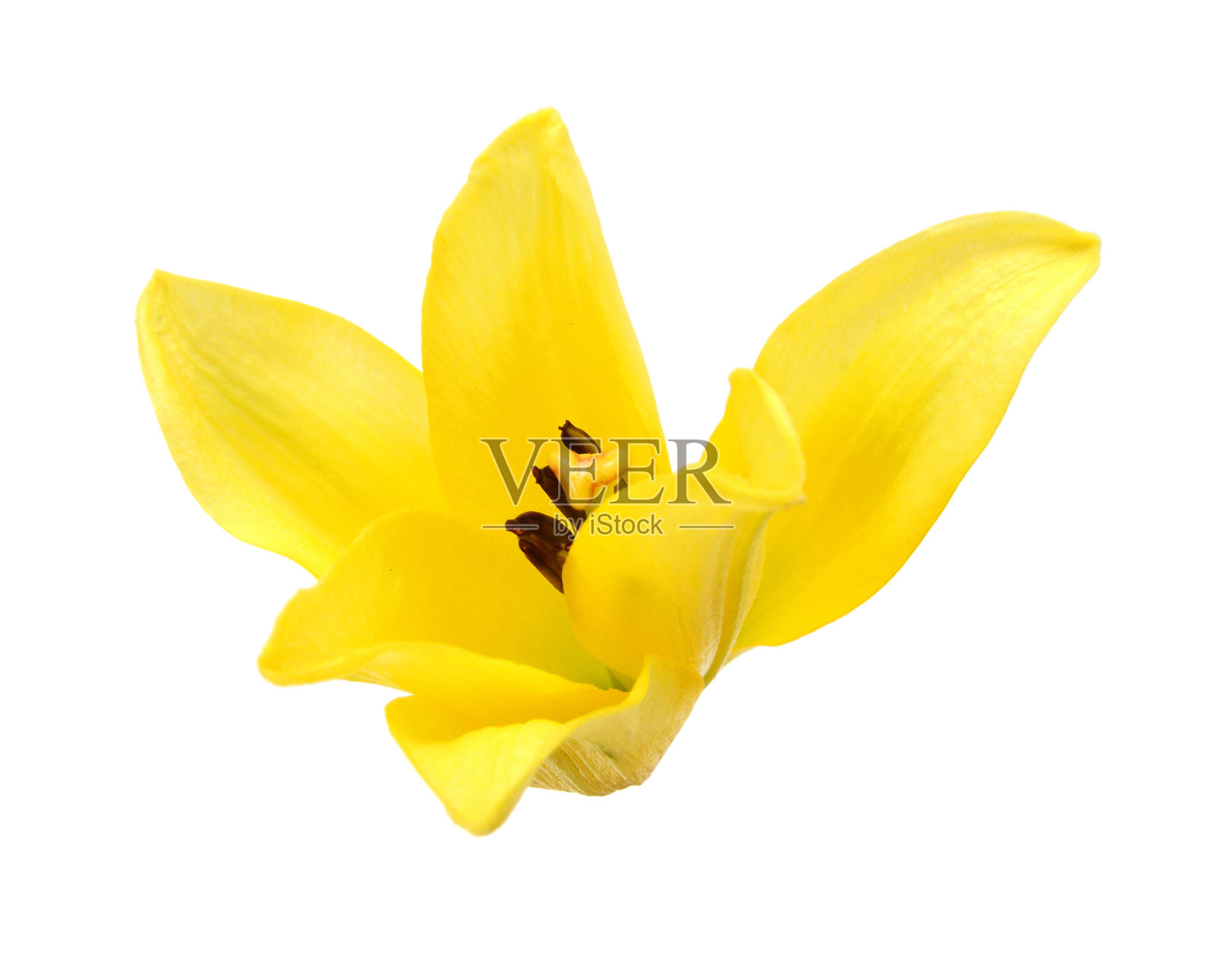 白色背景上孤立的黄色百合花照片摄影图片