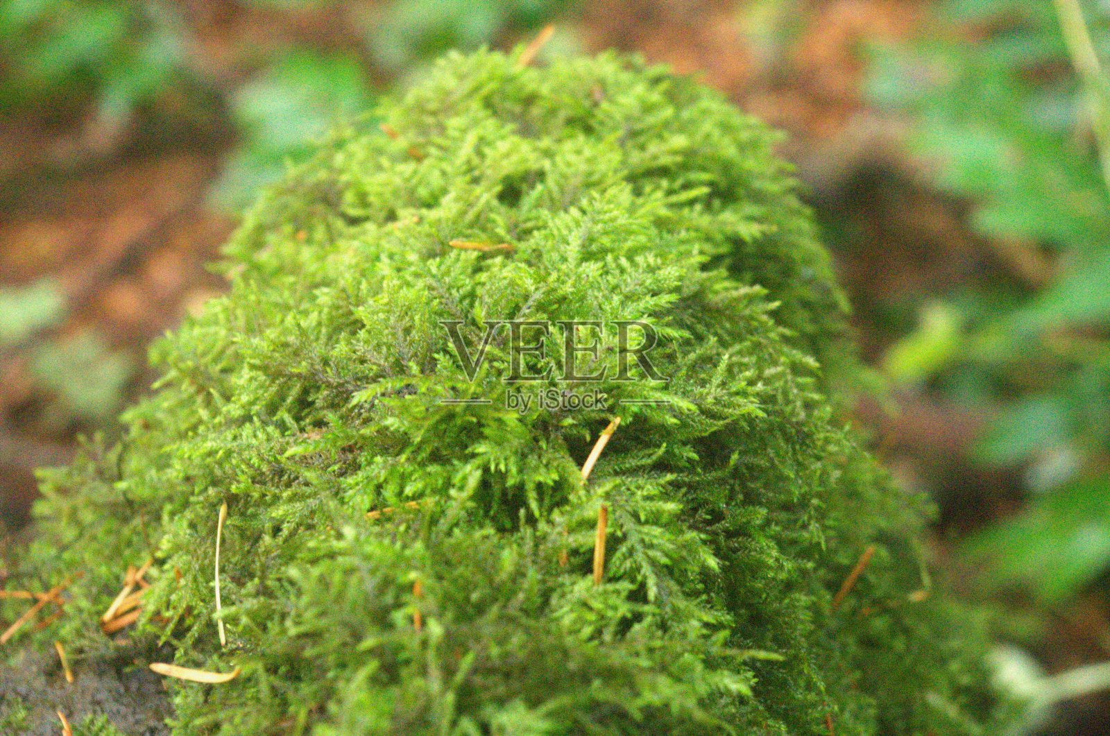 树枝上覆盖着生机勃勃的绿色苔藓照片摄影图片