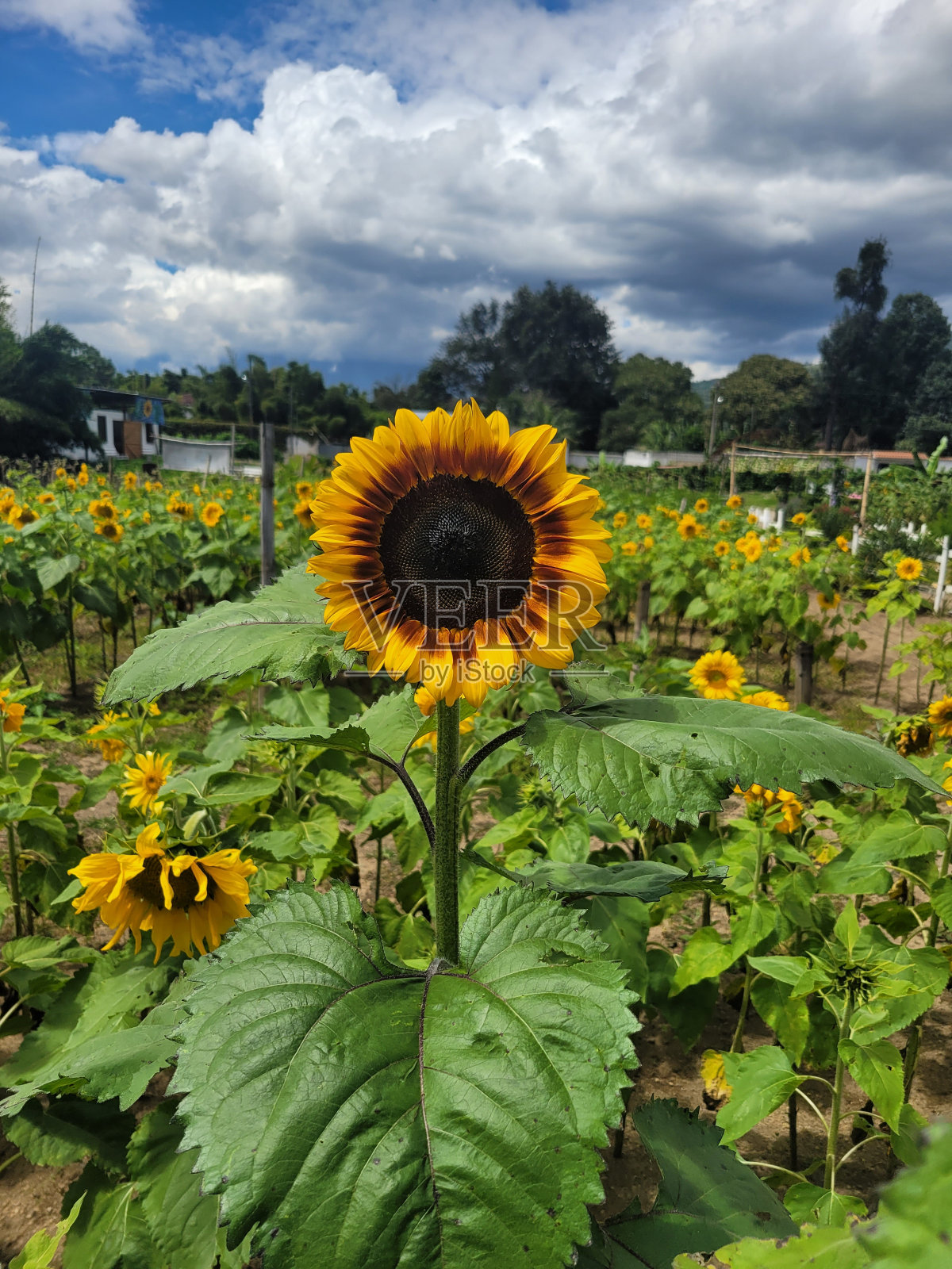 向日葵照片摄影图片
