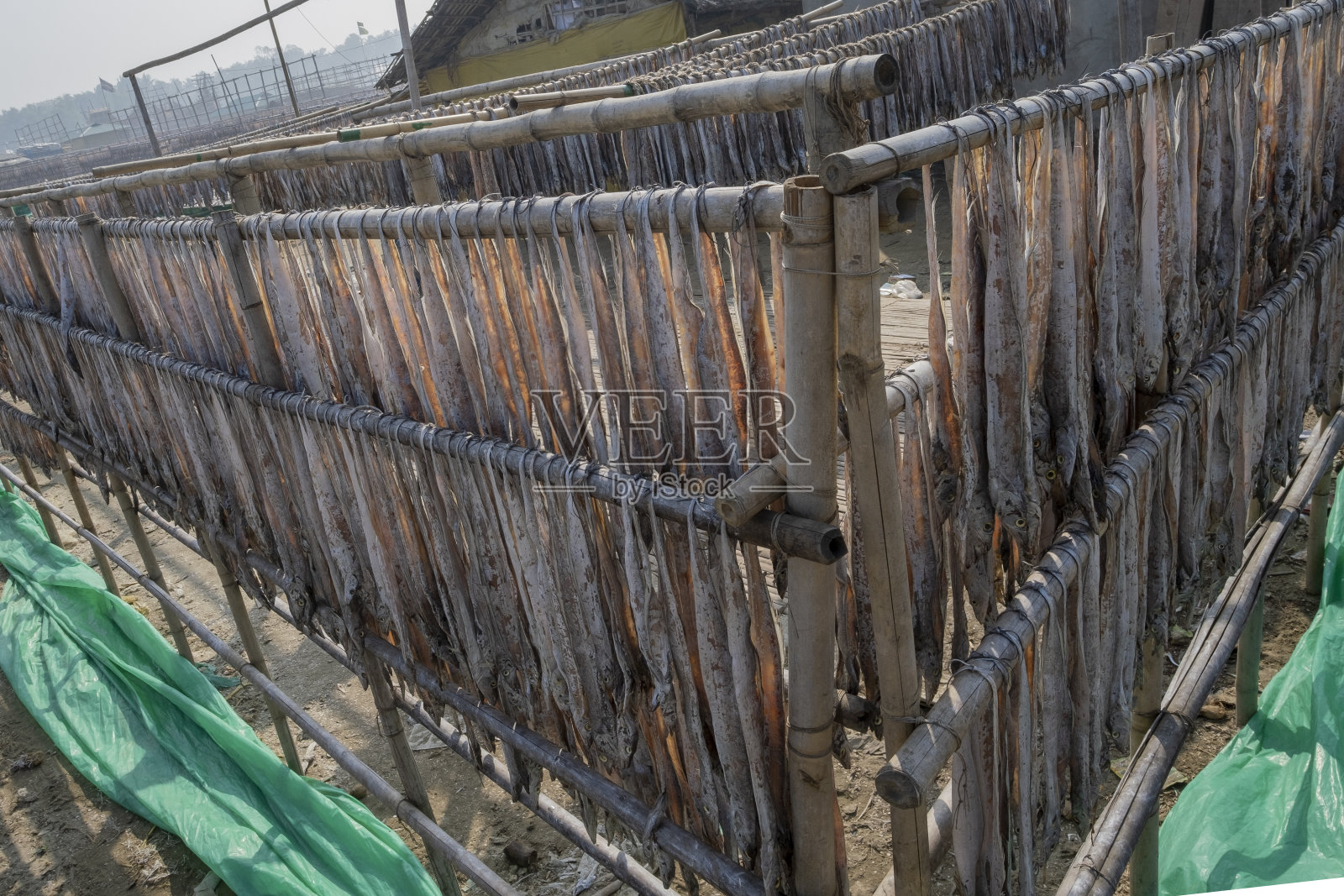 孟加拉国考克斯巴扎尔地区的干鱼加工业照片摄影图片