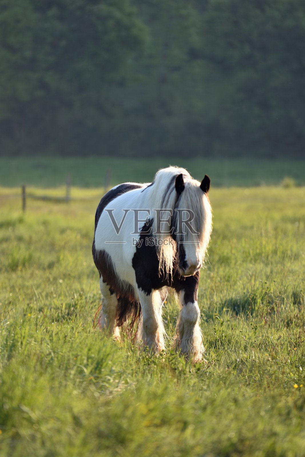 爱尔兰的棒子照片摄影图片