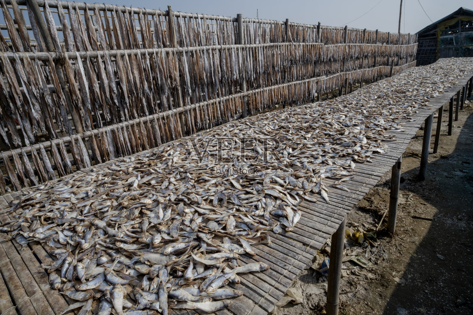 孟加拉国考克斯巴扎尔地区的干鱼加工业照片摄影图片