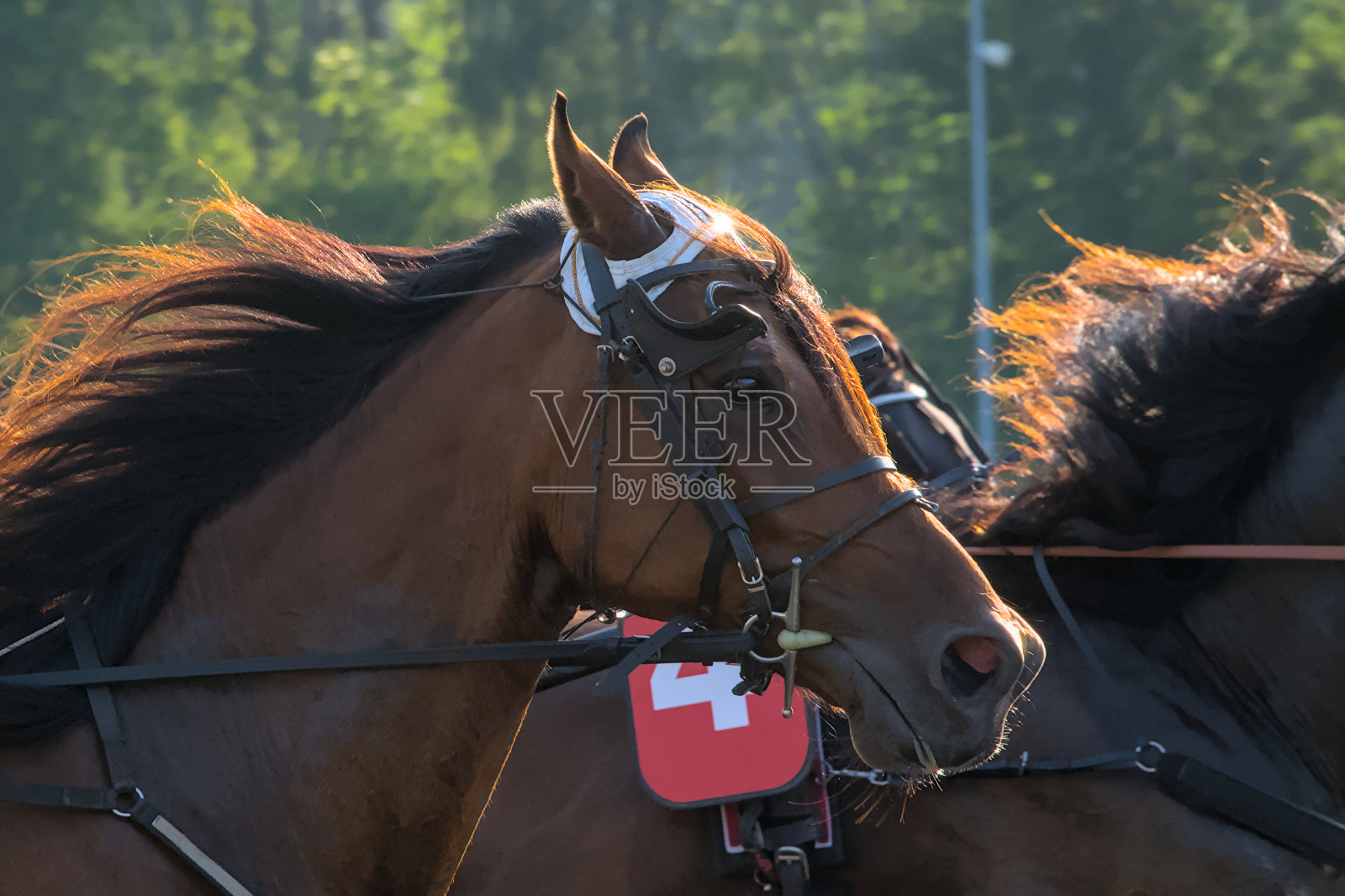 一匹年轻赛马的脸部特写照片摄影图片