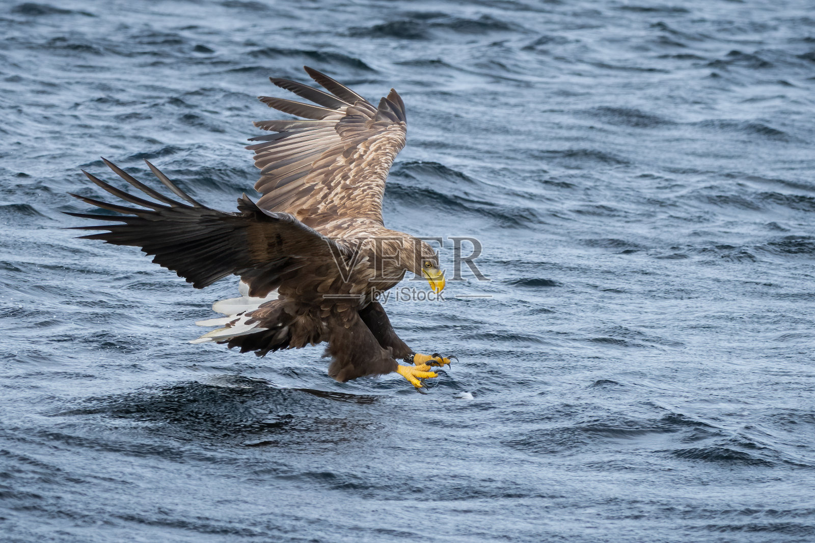 白尾鹰(halaeetus albicilla)照片摄影图片