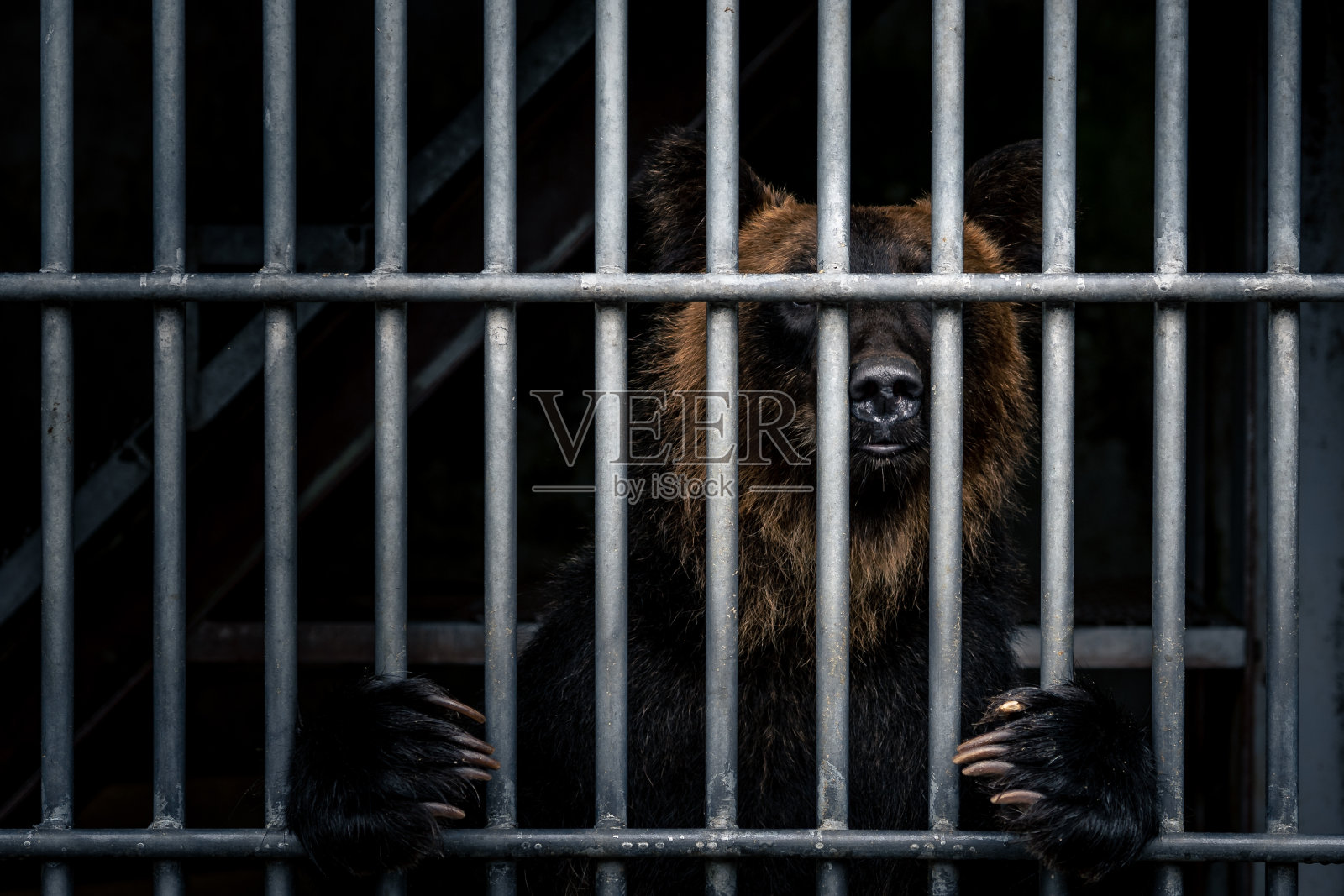 熊照片摄影图片