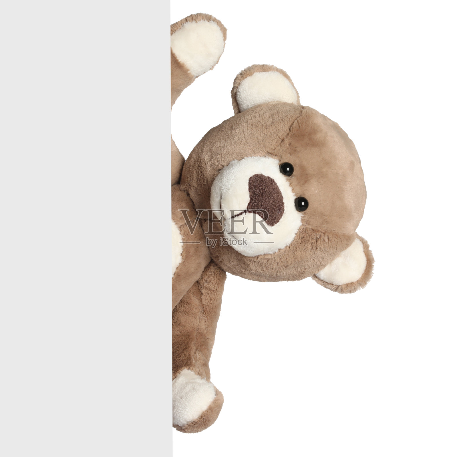 可爱的泰迪熊从白色背景的空白卡片中偷看出来照片摄影图片