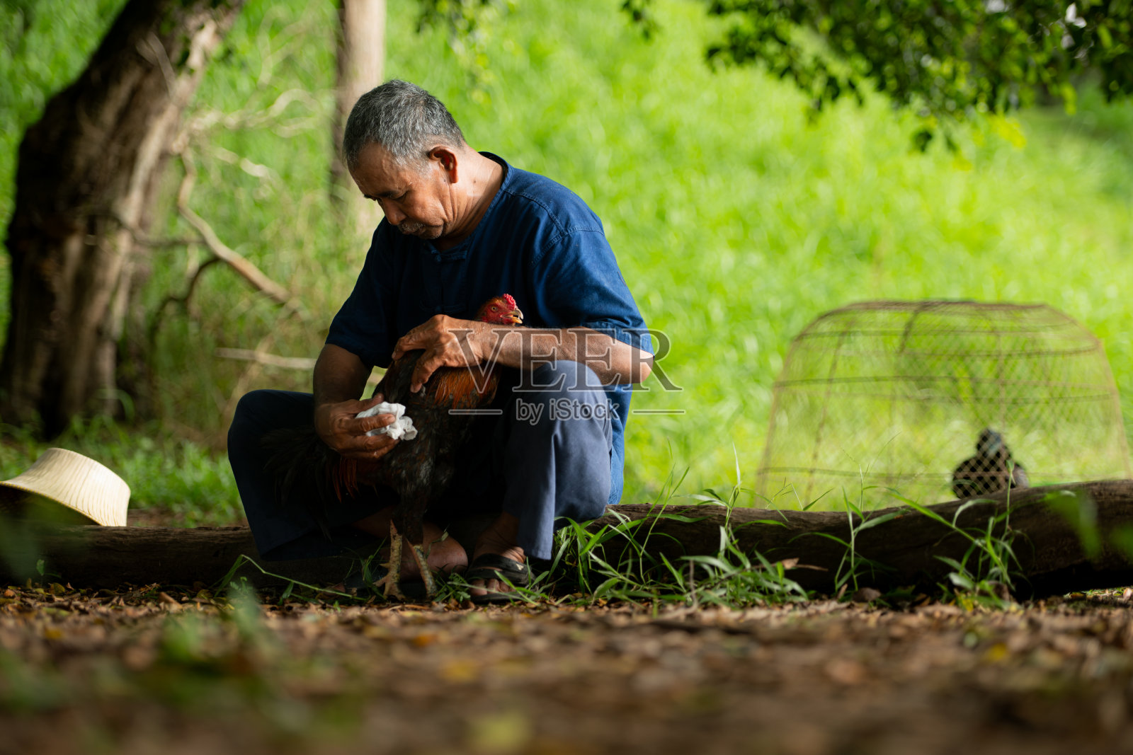泰国农村的村民正在饲养斗鸡，参加当地的斗鸡比赛。照片摄影图片