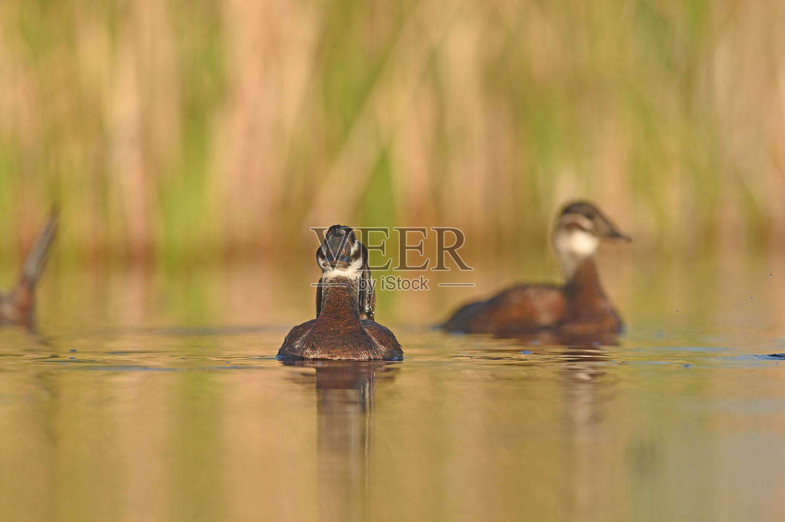 雌白头鸭(Oxyura leucocephala)在湖中游泳。黄色和绿色渐变背景。照片摄影图片
