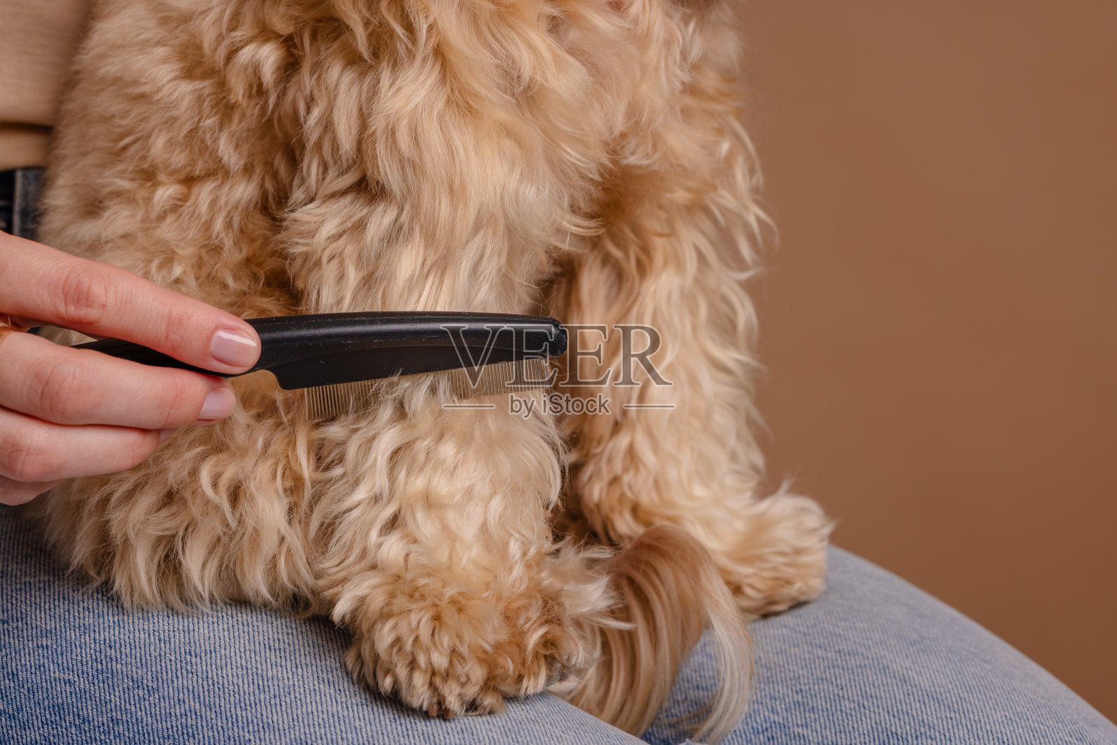 这个女孩正在梳理一只家养宠物小狗的毛发照片摄影图片