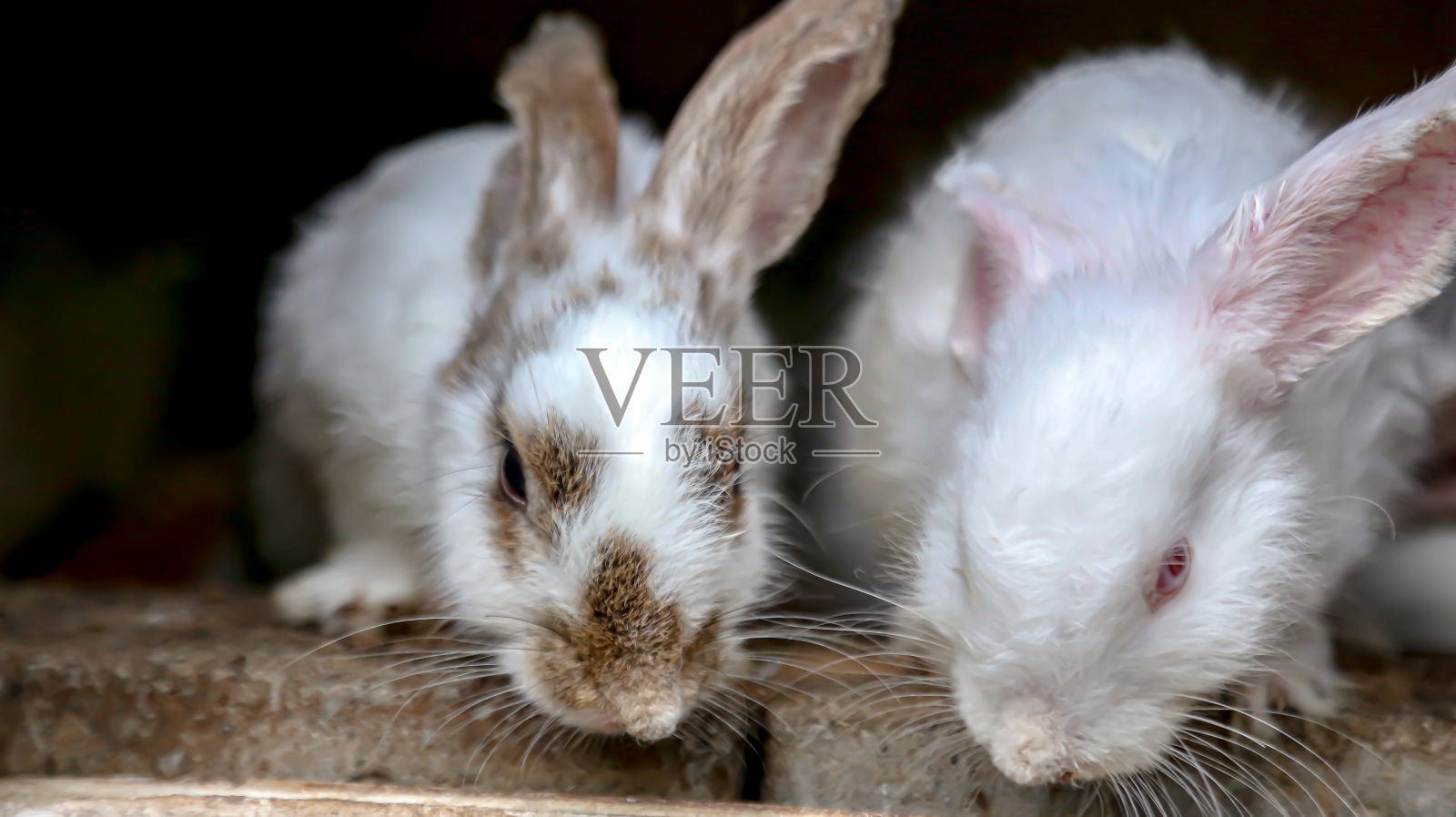 两只兔子在兔子家门前看着摄像机照片摄影图片