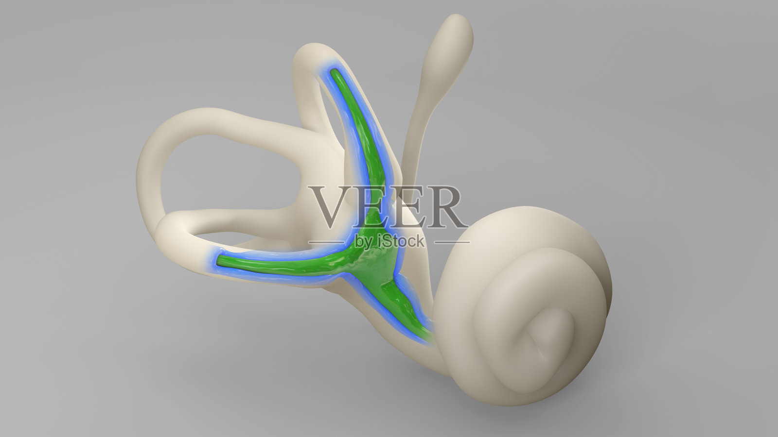 内耳迷宫3D插图照片摄影图片