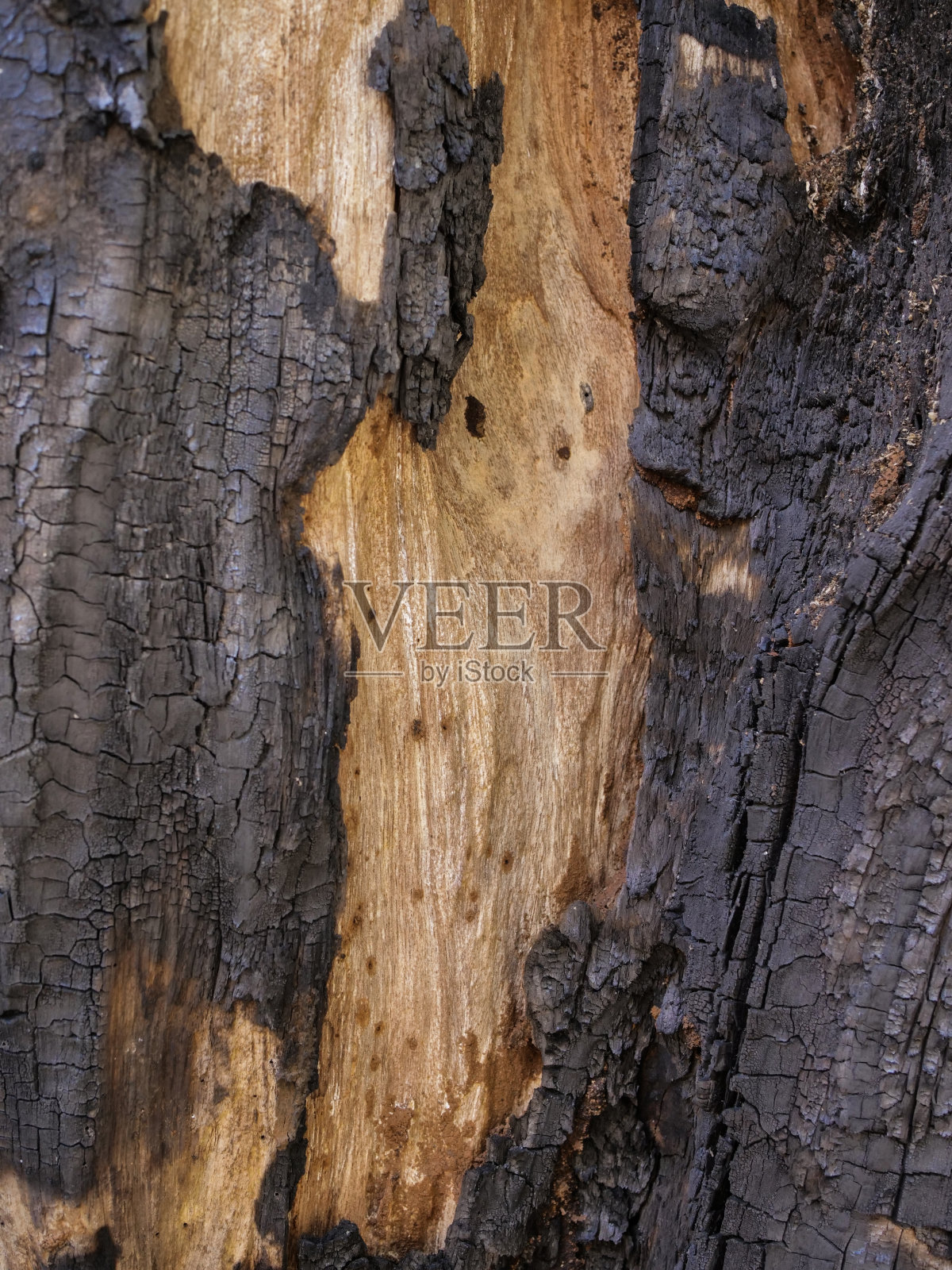 枯树纹理照片摄影图片