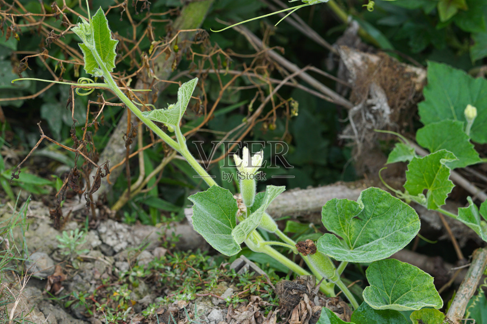 葫芦树上有小葫芦和花照片摄影图片