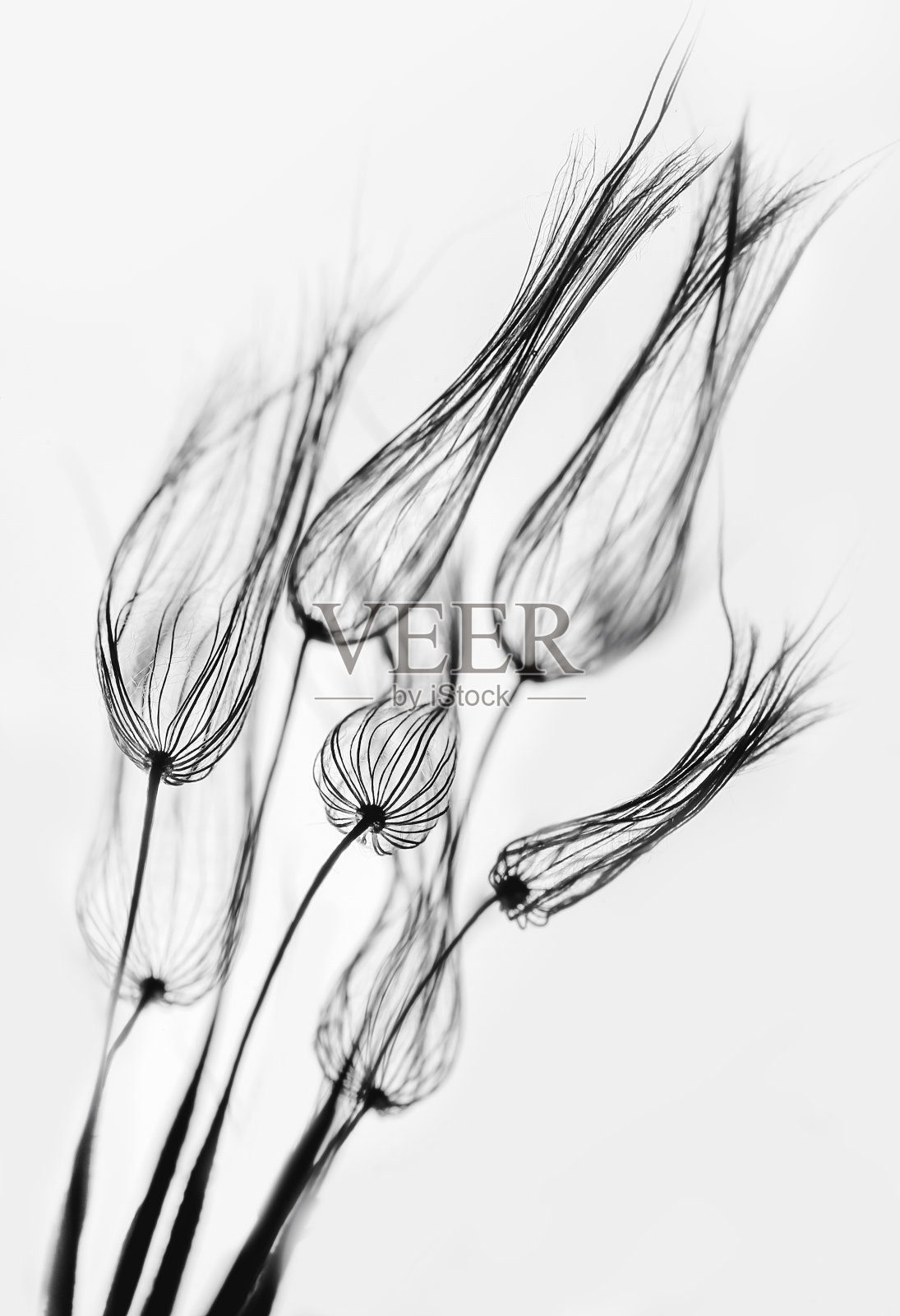 大型蒲公英伞折叠成芽的黑白微距摄影照片摄影图片