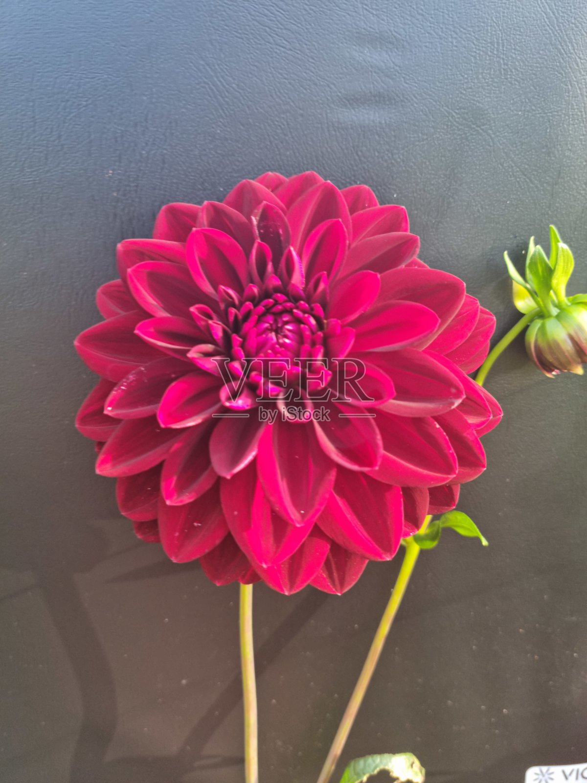 红色大丽照片摄影图片