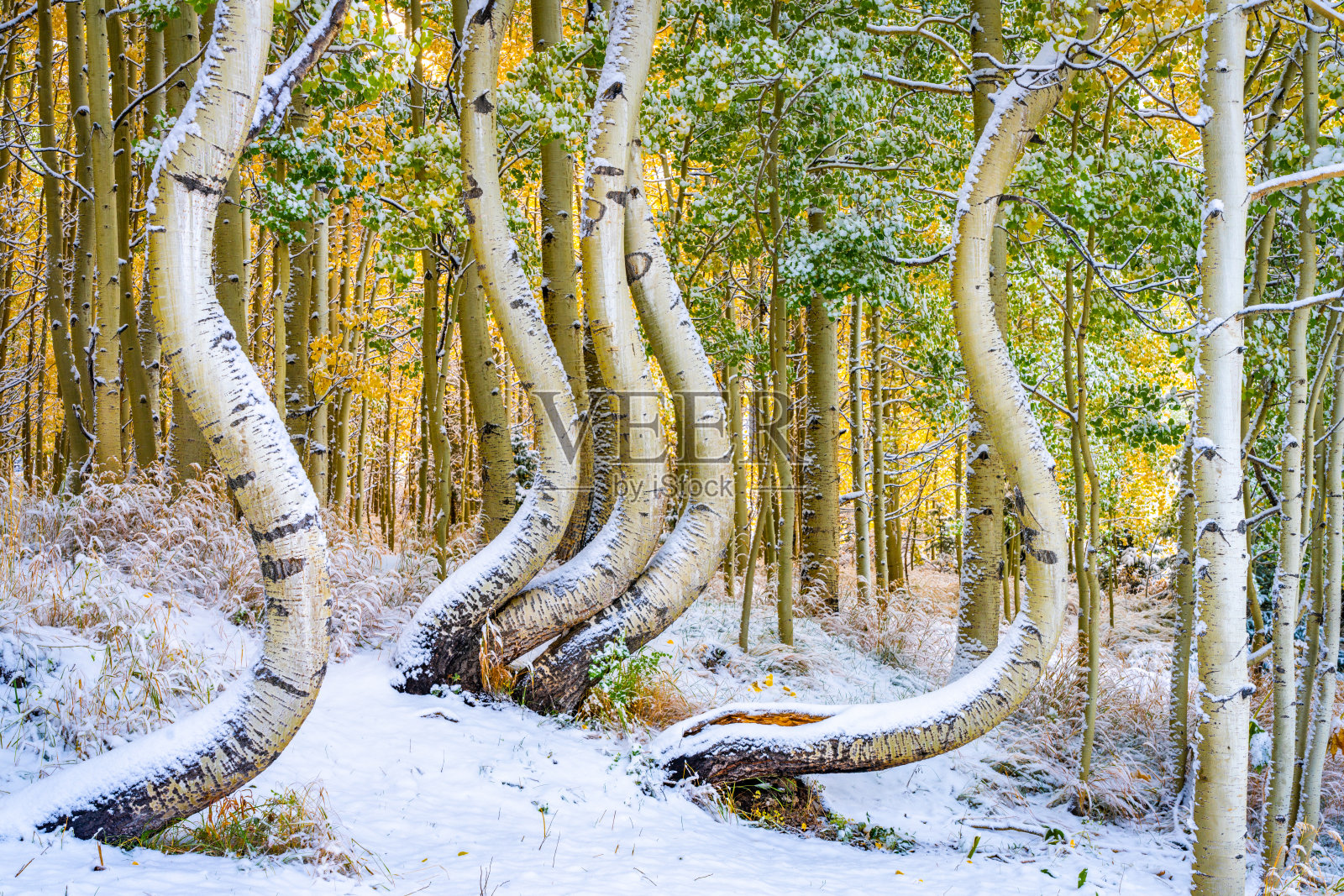 科罗拉多景观和弯曲的白杨树，美国科罗拉多州南部。照片摄影图片