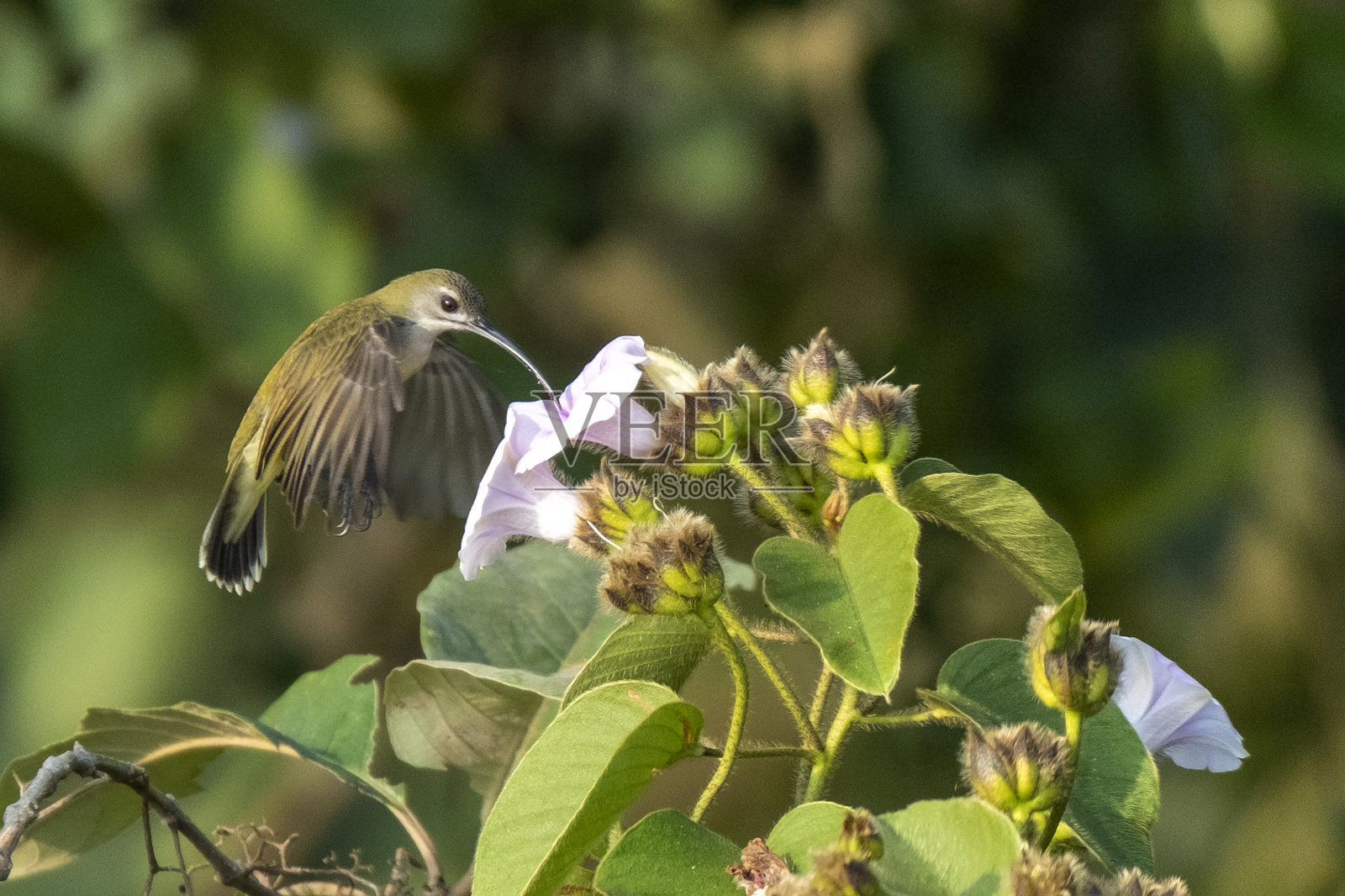 小蜘蛛猎人(Arachnothera longirostra)是一种长嘴的食蜜鸟，属于蜜蛛科，发现于南亚和东南亚潮湿的森林中。照片摄影图片