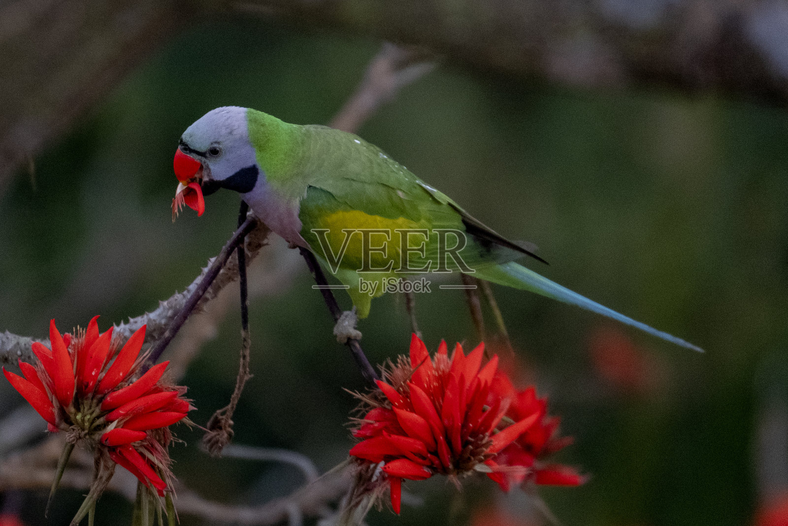 红胸鹦鹉是一种原产于东南亚的鹦鹉。照片摄影图片