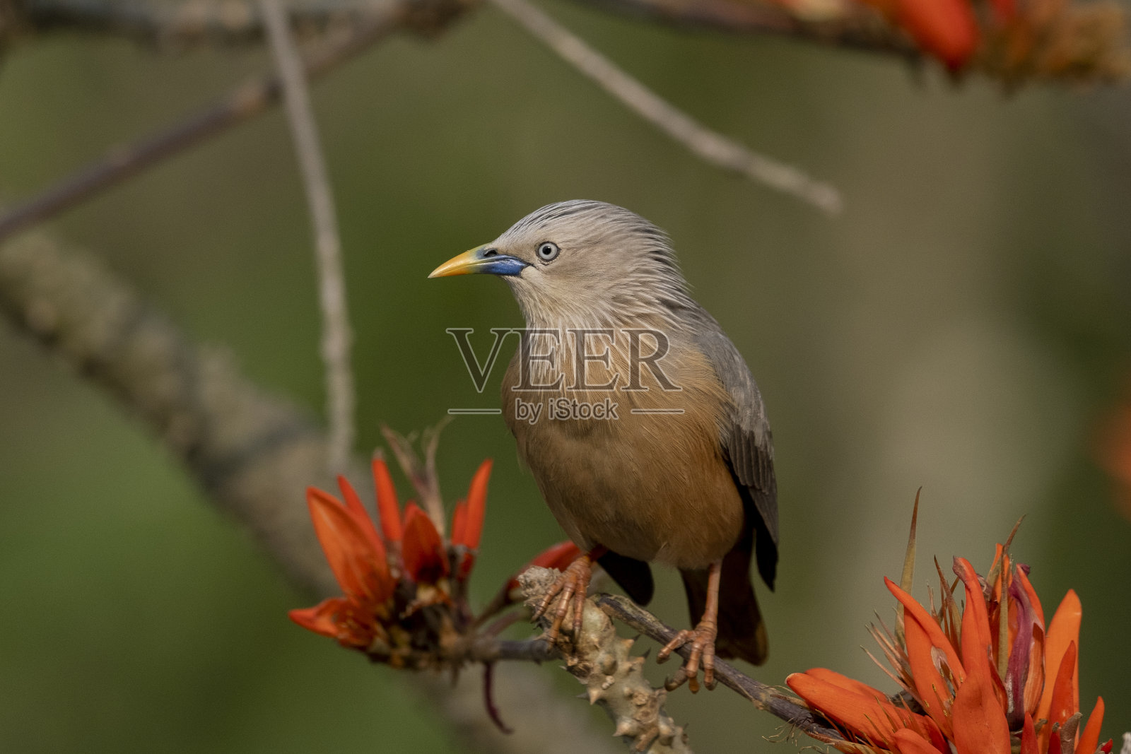 栗尾八哥，又称灰头八哥和灰头八哥照片摄影图片