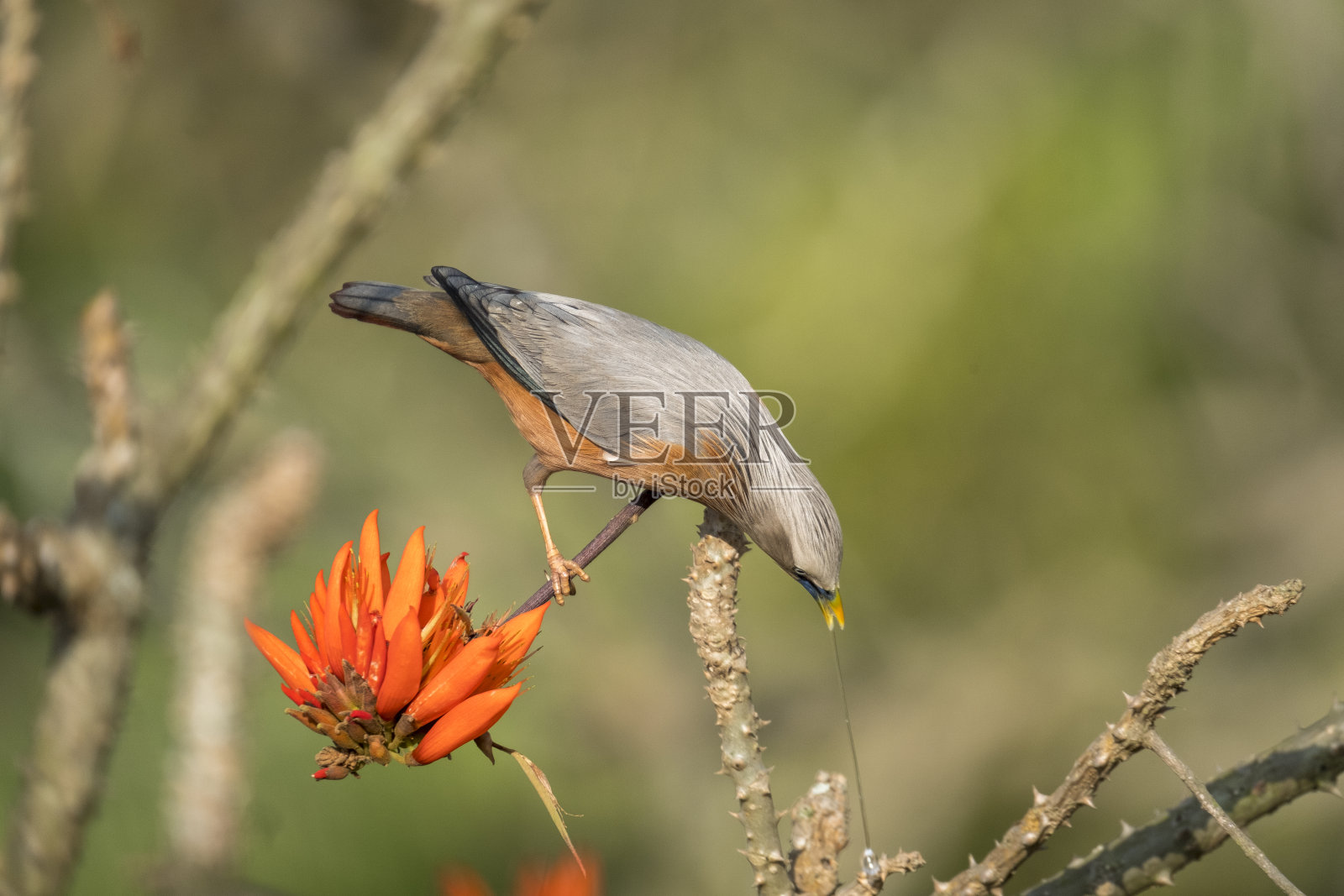 栗尾八哥，又称灰头八哥和灰头八哥照片摄影图片