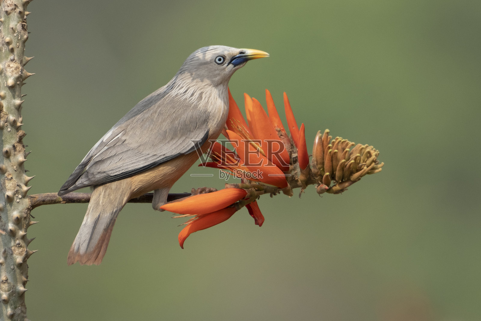 栗尾八哥，又称灰头八哥和灰头八哥照片摄影图片