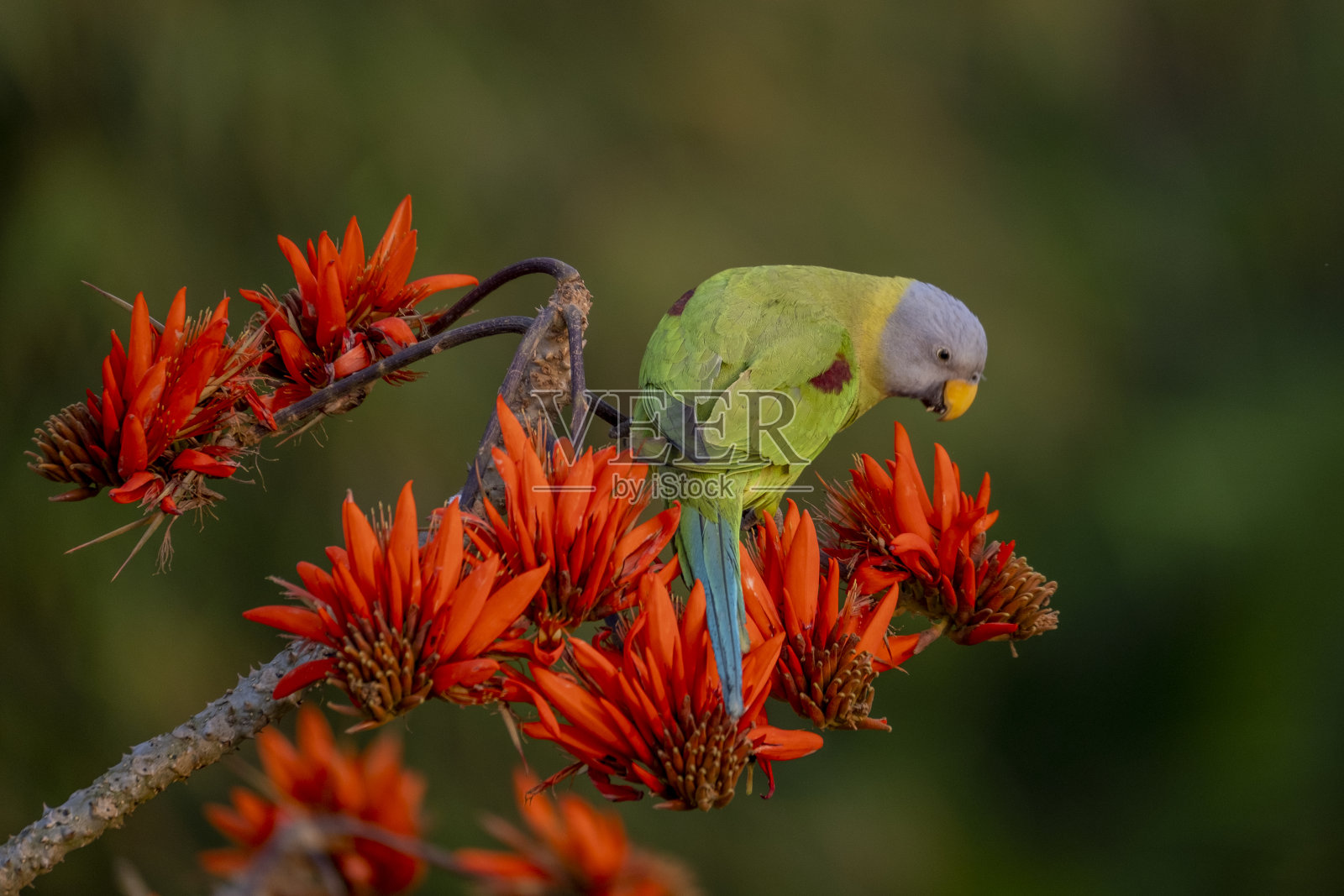 雌花头长尾小鹦鹉(喜马拉雅长尾小鹦鹉)是鹦鹉科的一种鹦鹉。照片摄影图片