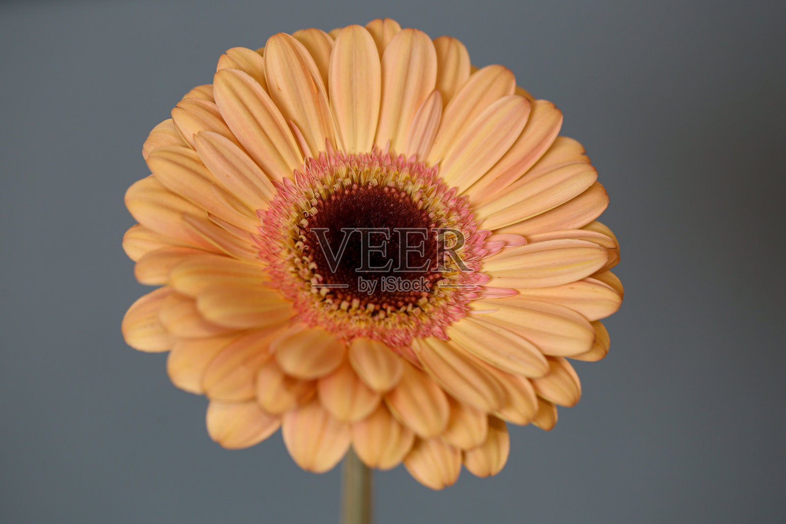 春天的花朵照片摄影图片