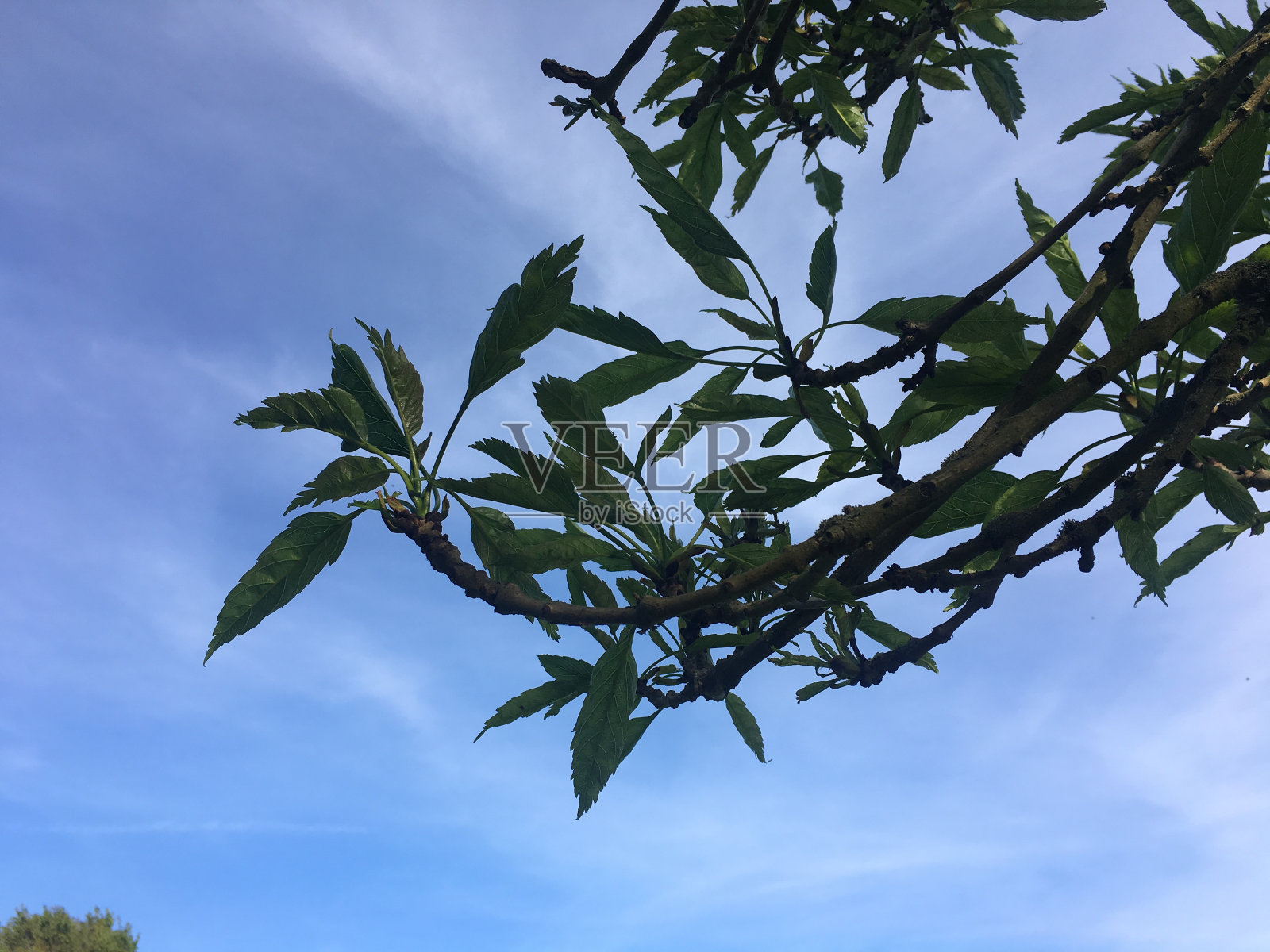 单叶灰-小枝，芽和叶照片摄影图片