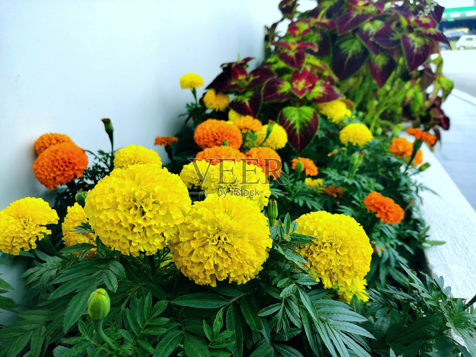 美丽的花照片摄影图片