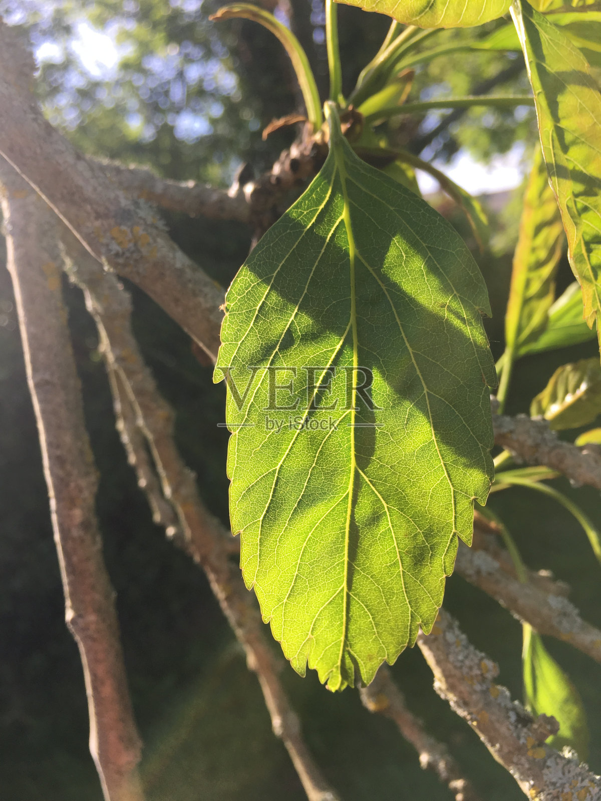 单叶灰叶照片摄影图片