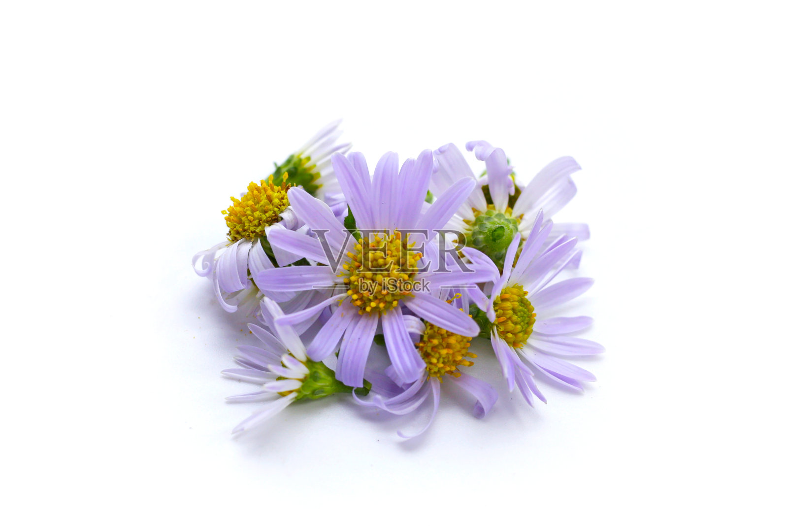 白色背景上的玛格丽特雏菊花。照片摄影图片