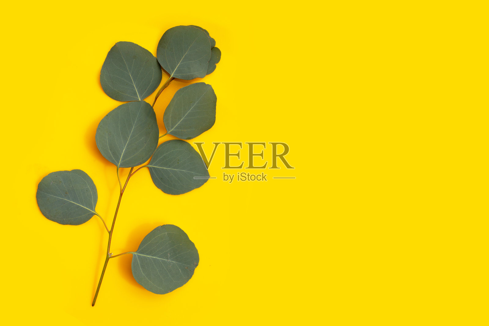黄色背景上的桉树绿叶。照片摄影图片