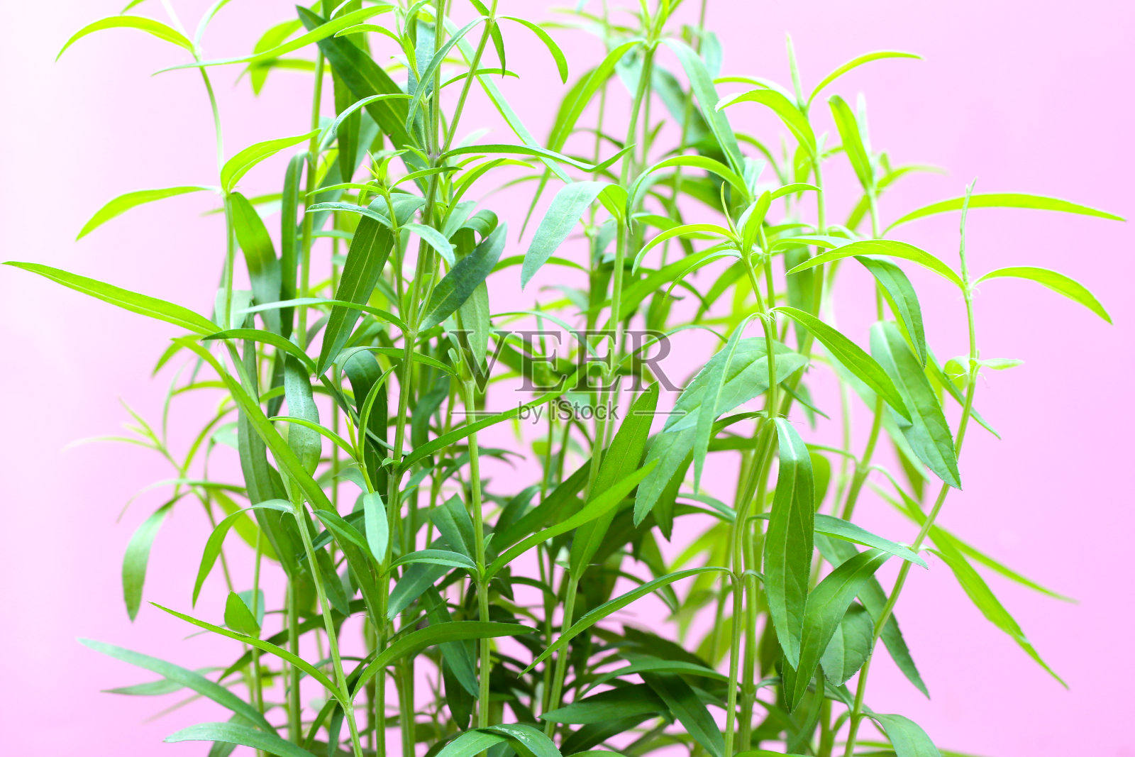 粉红色背景上的新鲜龙蒿。照片摄影图片