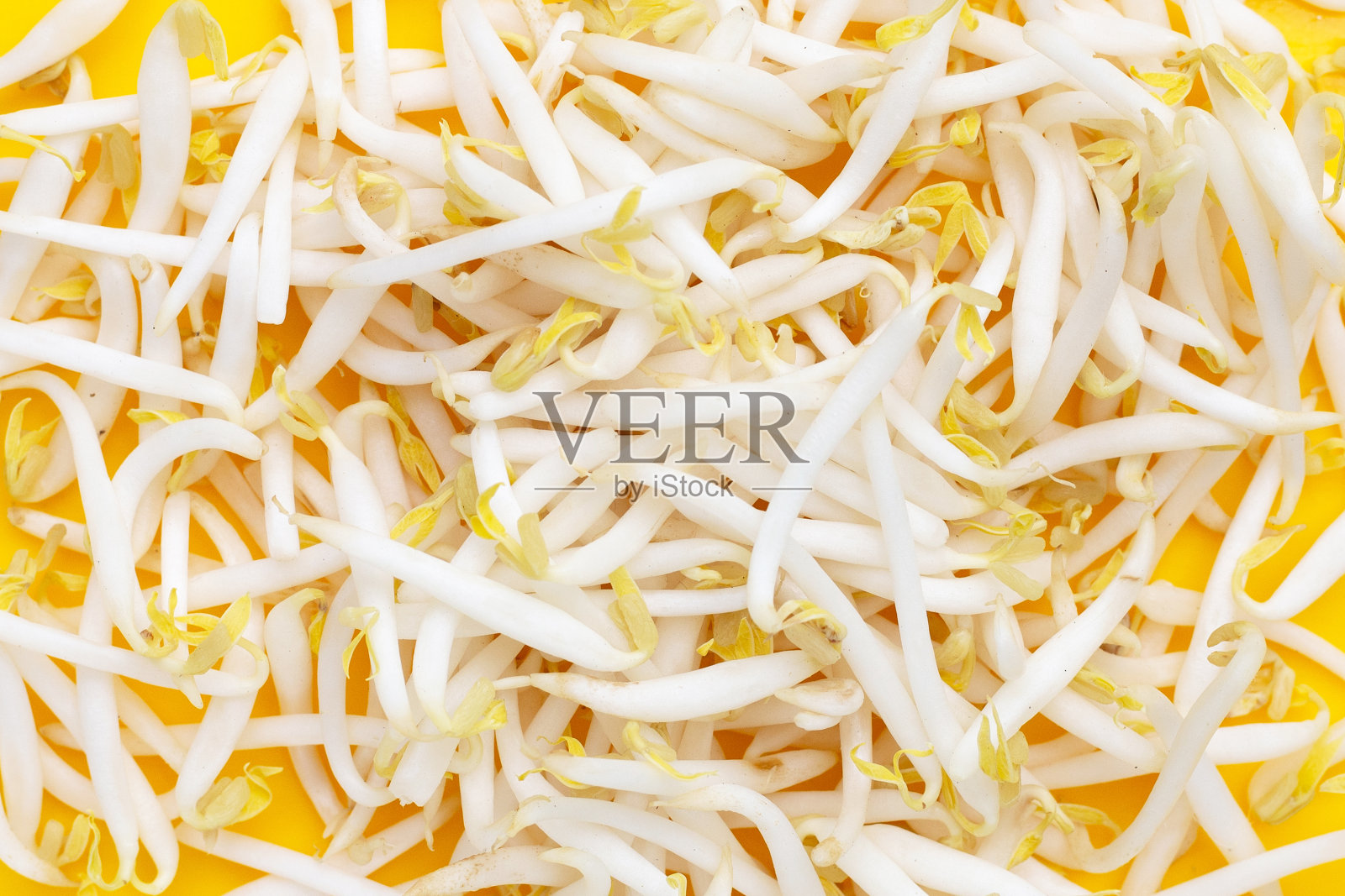 黄色背景的豆芽照片摄影图片