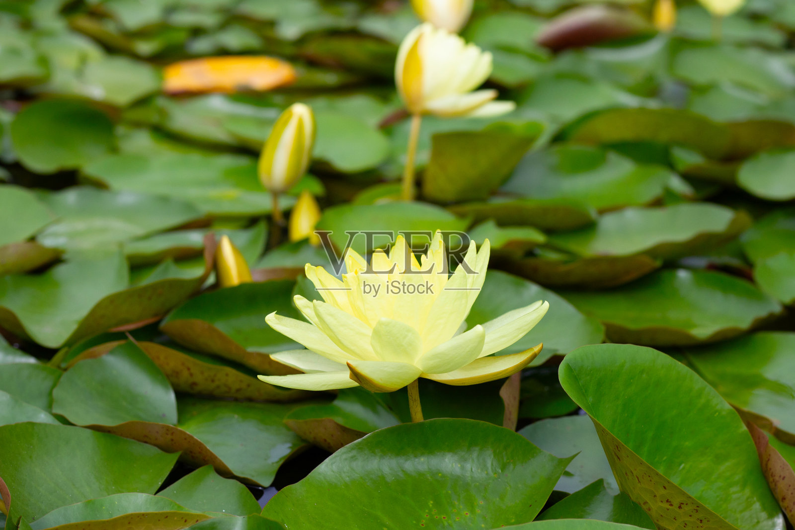 美丽的睡莲。荷塘照片摄影图片