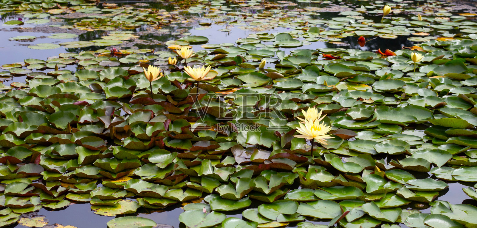 美丽的睡莲。荷塘照片摄影图片