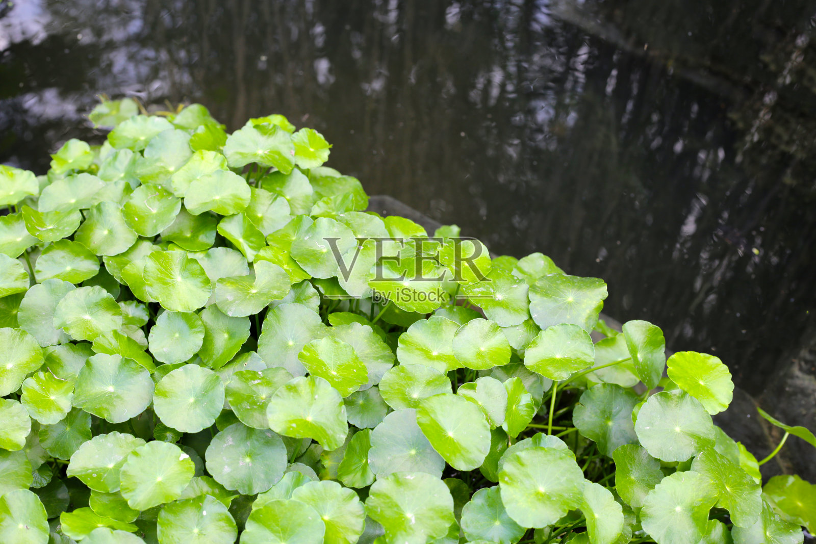 苦草，亚洲苦草，印度苦草。池塘里的水草照片摄影图片