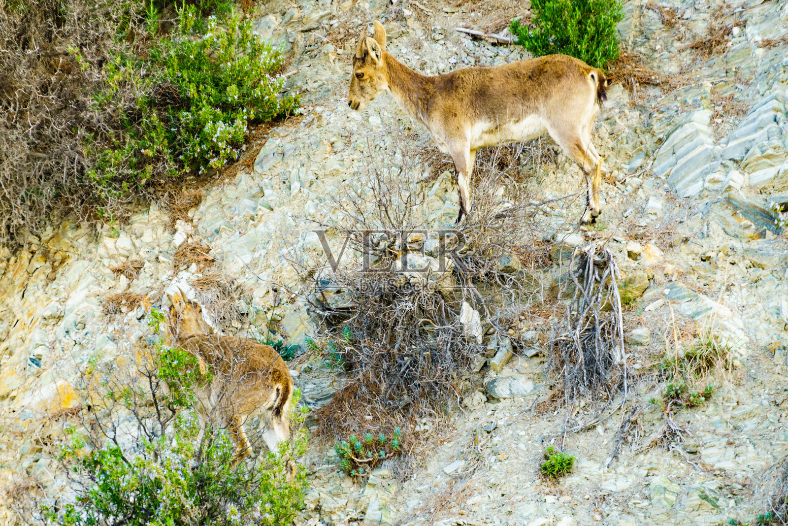 西班牙岩石上的野生山羊照片摄影图片