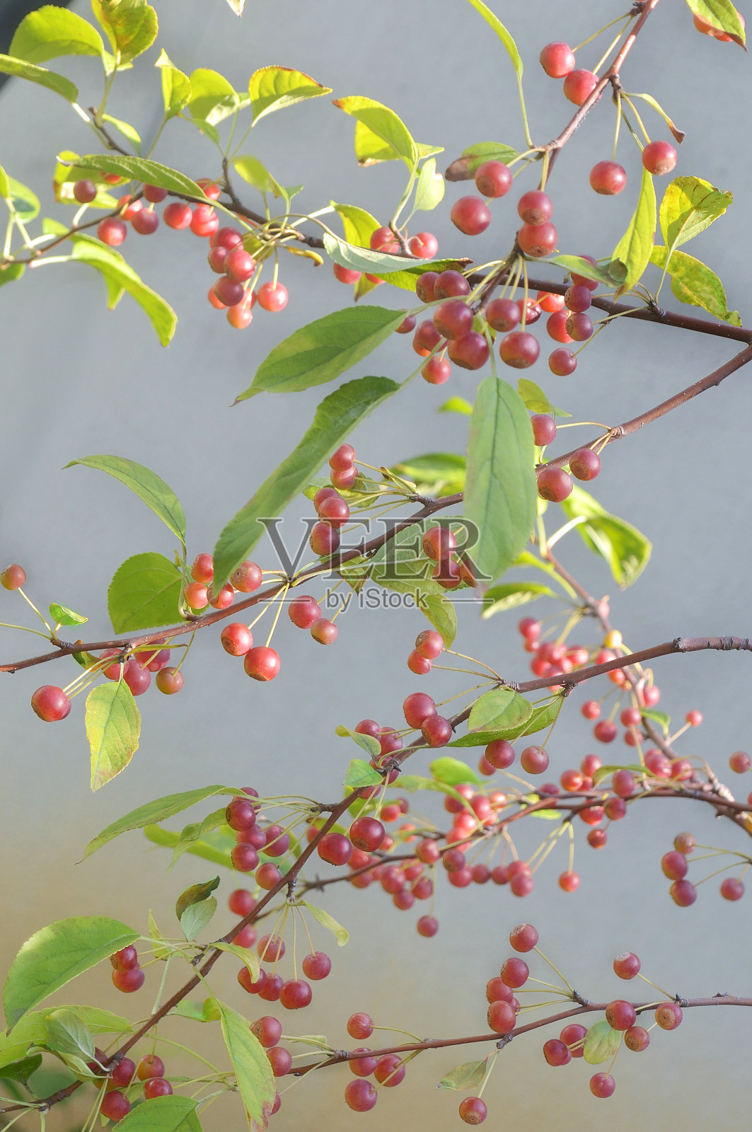 樱桃树上的樱桃照片摄影图片