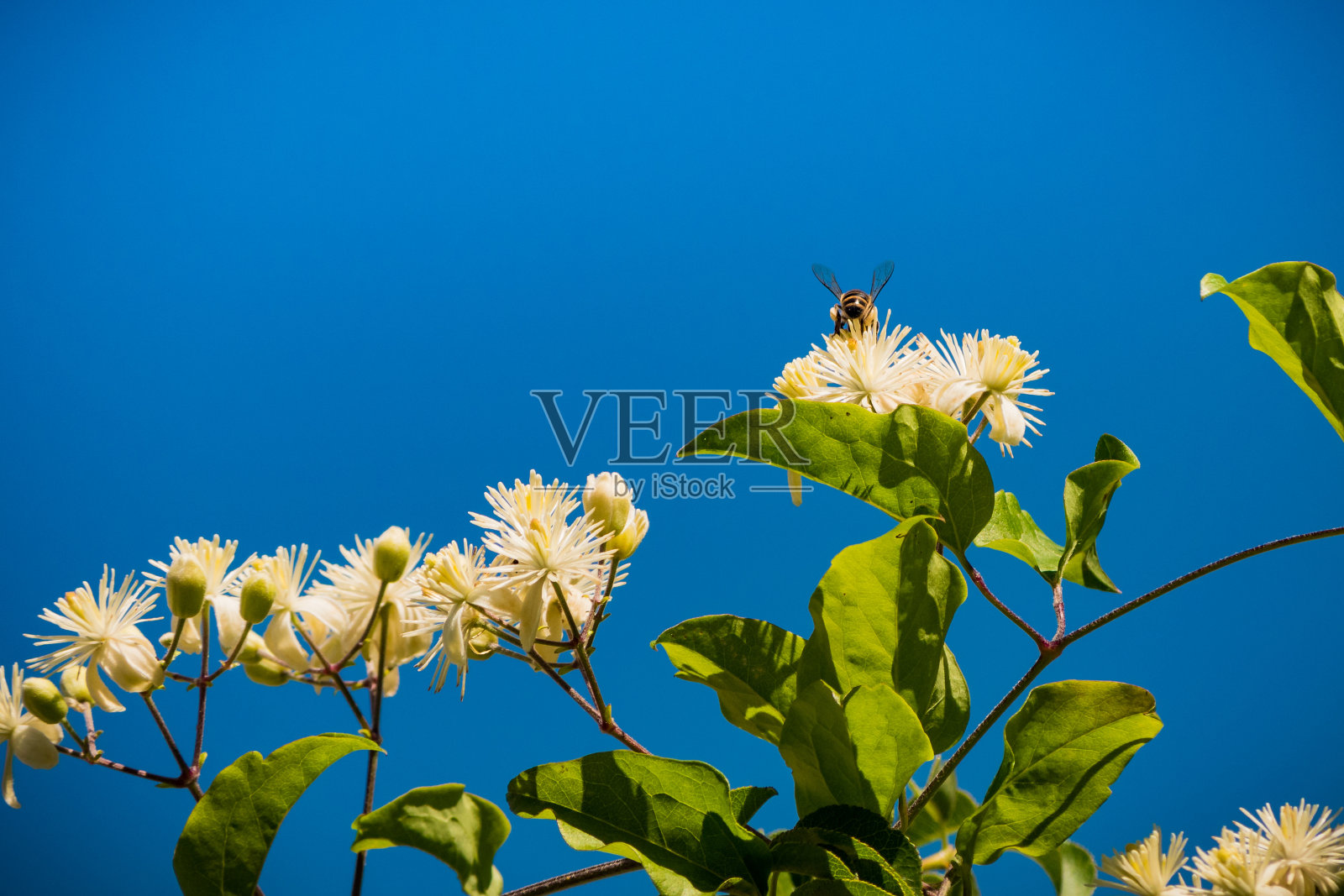盛开着白色花朵的蜜蜂照片摄影图片